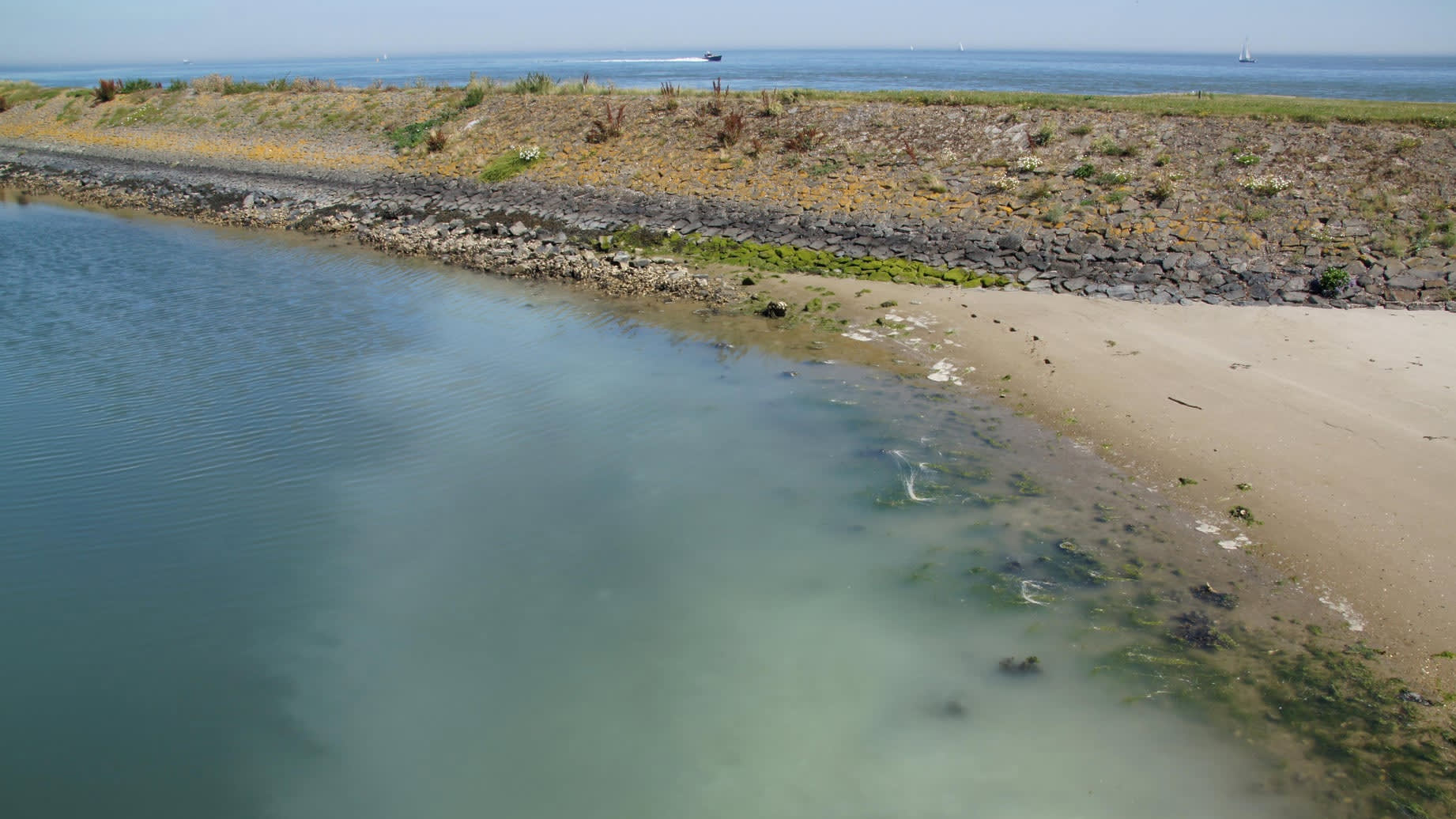 Witte zee bij Texel door klaarkomende oesters: tot 100 miljoen eitjes per schelp