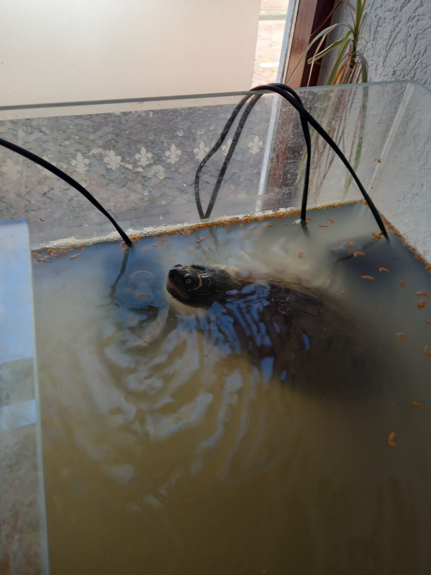 Waterschildpad leeft in zwaar vervuild aquarium: 'Dier was nauwelijks te zien'