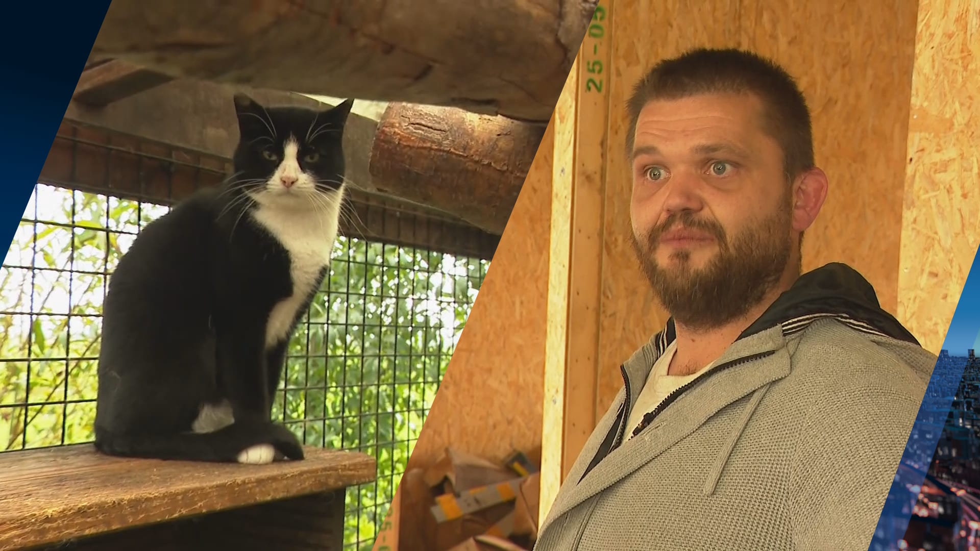 Waar moeten dieren van kattenhotel Dotje heen? Aannemer laat familie met torenhoge schulden achter