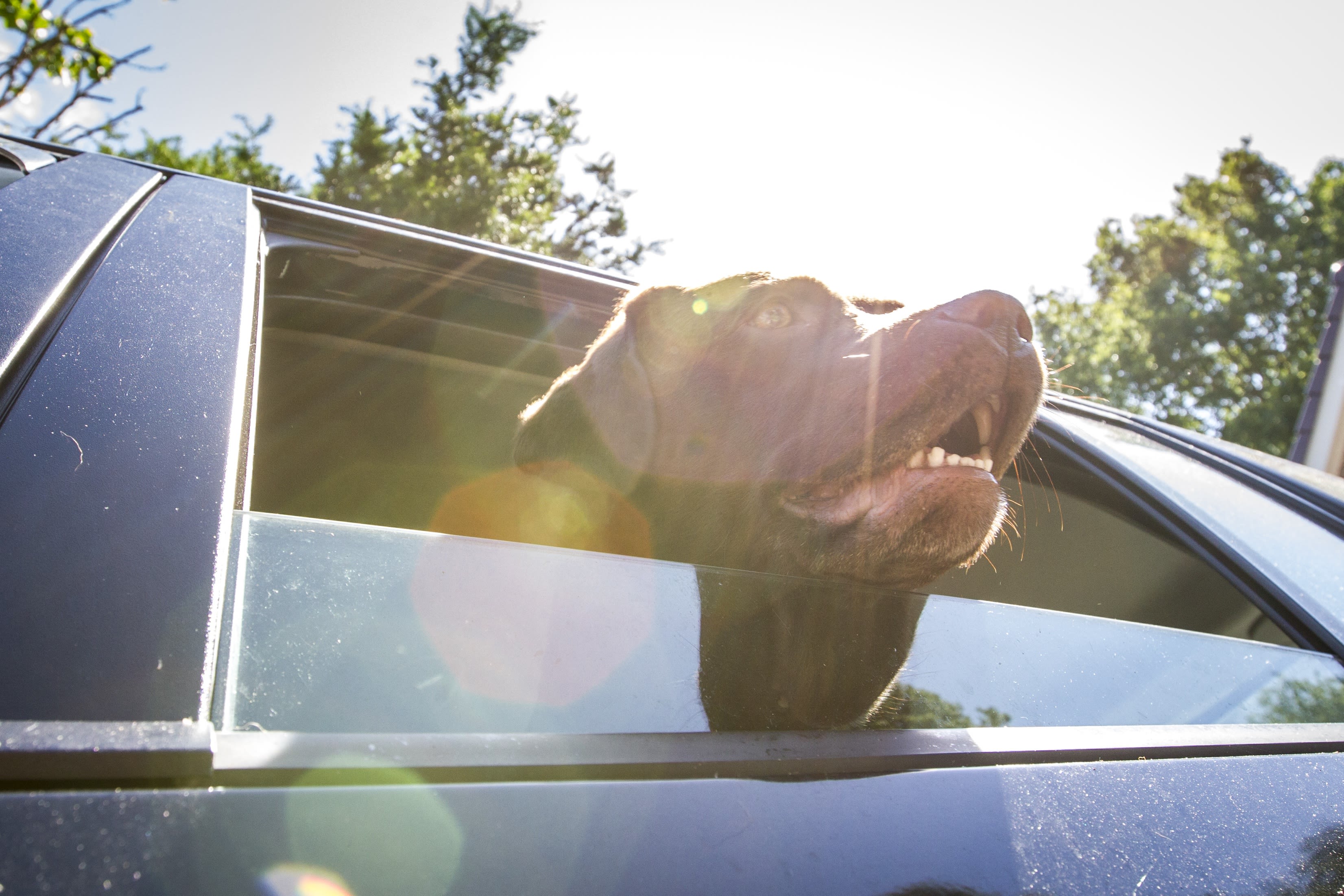 Hondjes achtergelaten in snikhete auto, één overleeft het niet