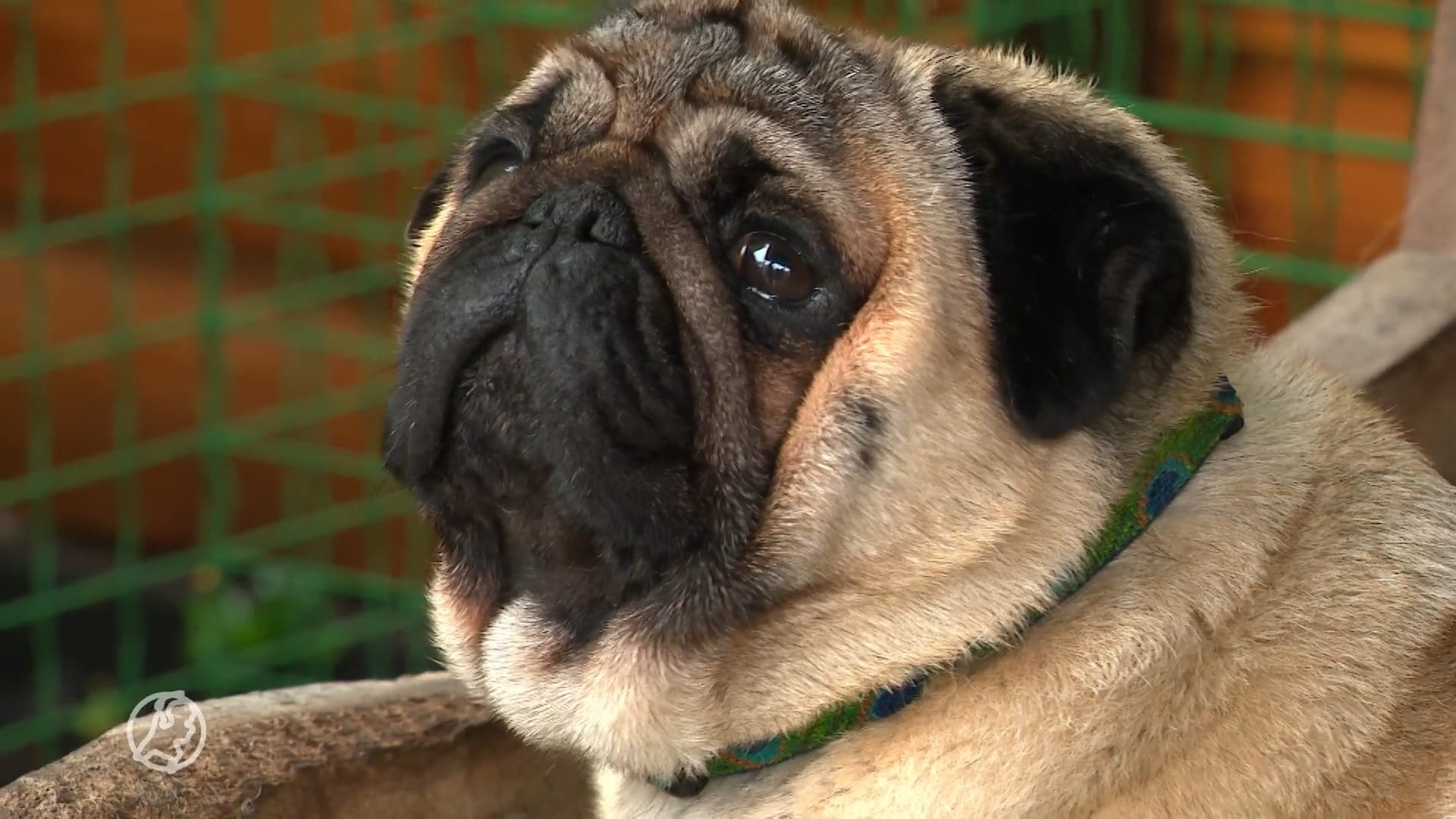 Honden met korte snuit fokken met honden met langere snuit mag binnenkort niet meer