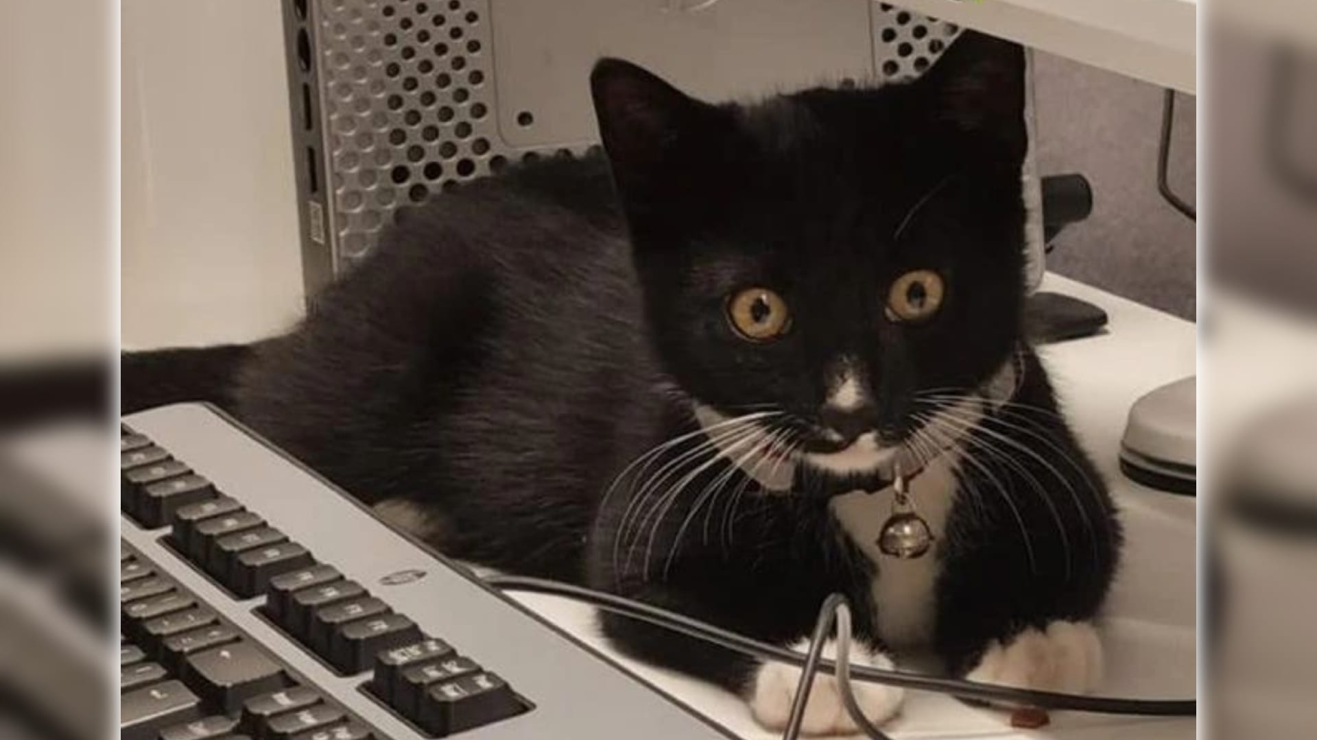 Kitten moederziel alleen achtergelaten op parkeerplaats van supermarkt