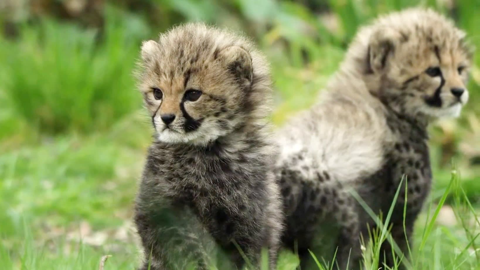 ZIEN: Cheetawelpjes verkennen voor het eerst buitenverblijf Beekse Bergen