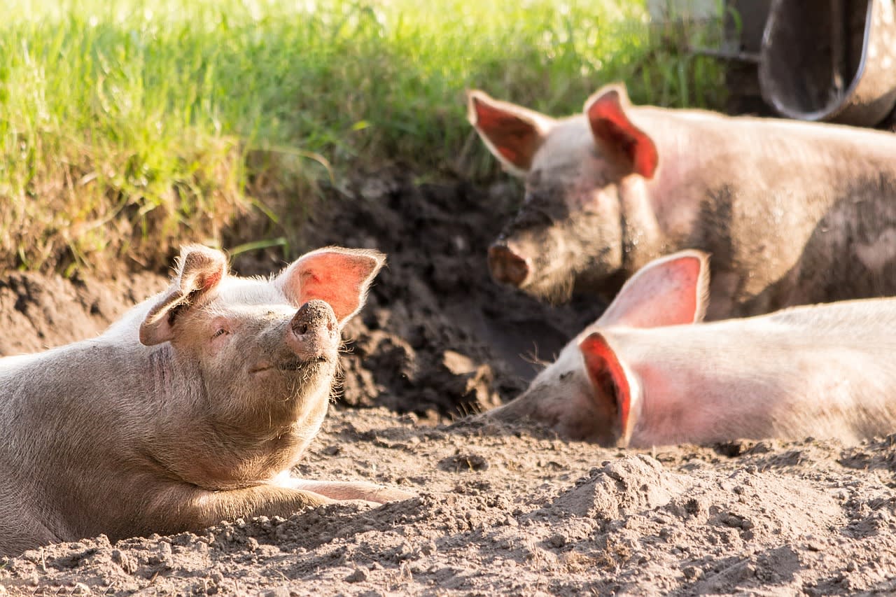 Kinderboerderij Beverwijk doet oproep: doneer je zonnebrandcrème voor varkens