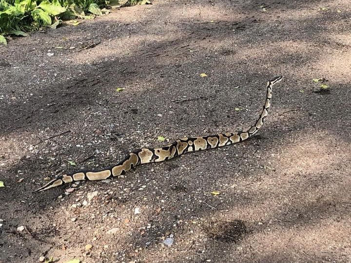 Flink schrikken: Odette vindt koningspython tijdens uitlaatrondje in Ulvenhout