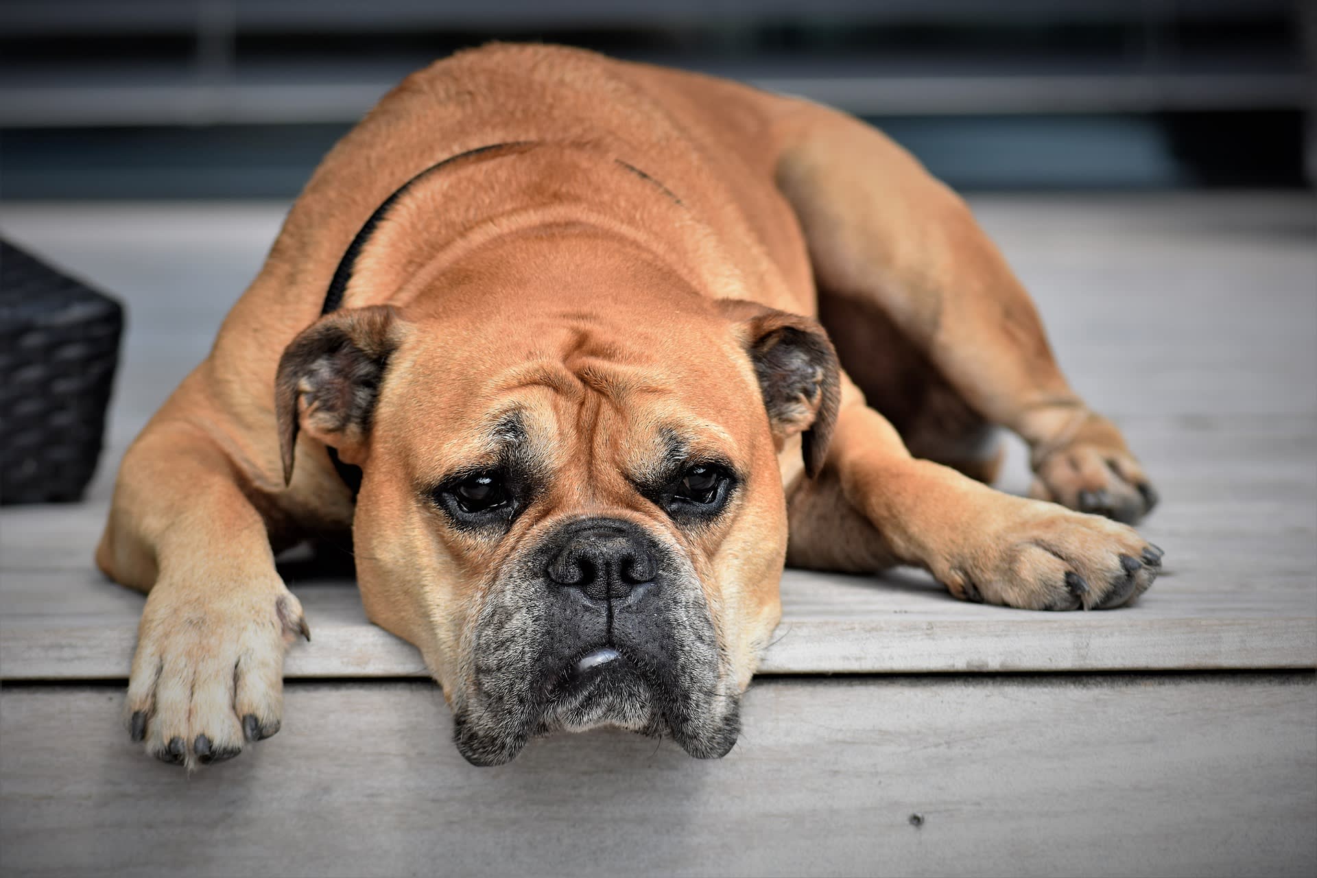 Waarschuwing voor honden- en kattenbaasjes: het gras is weer lang en dus gevaarlijk voor je dier