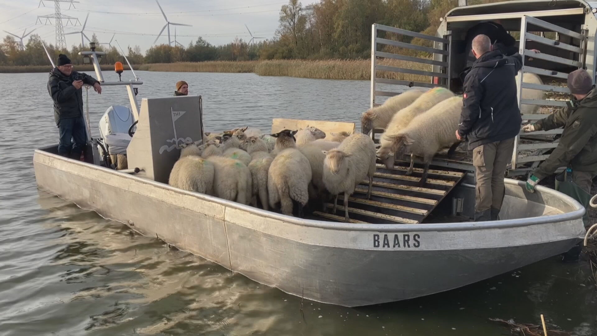 ZIEN: schapen moeten eilandje schoon grazen voor broedende vogels