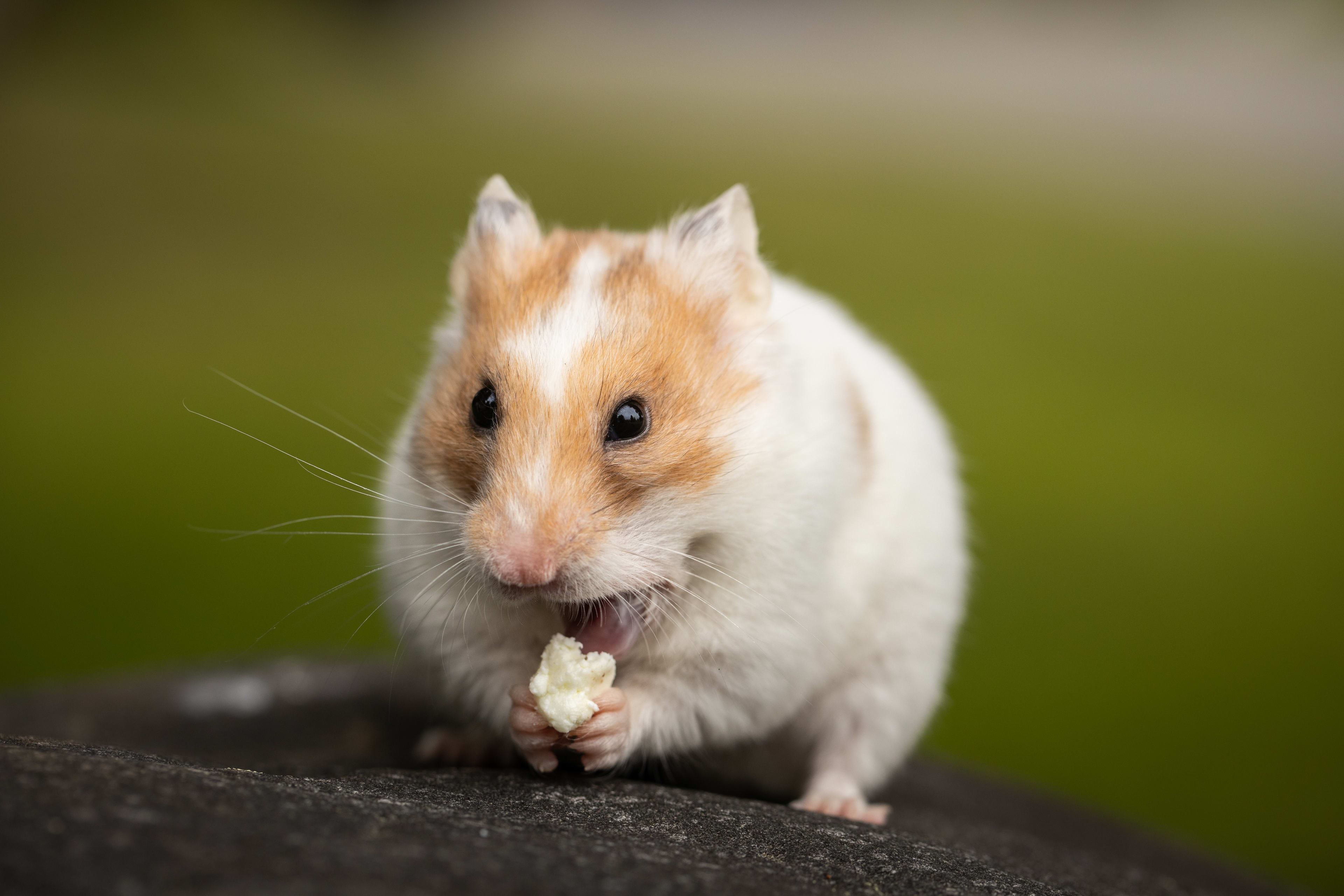 Opnieuw hamsters gevonden in ondergrondse container in Oss: 'Vraag dan om hulp'