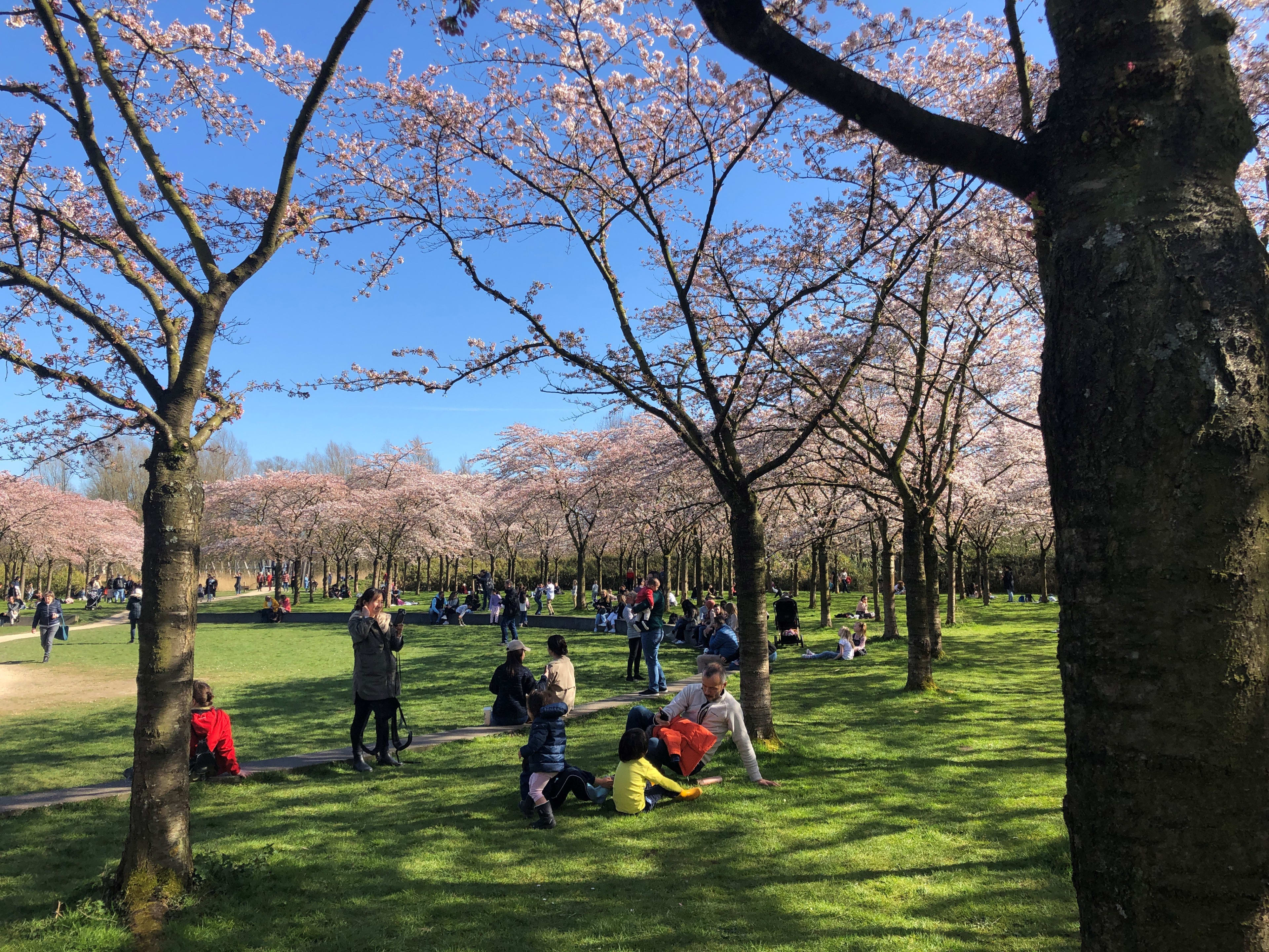 Bloesempark kleurt weer roze: Amsterdamse Bos neemt maatregelen