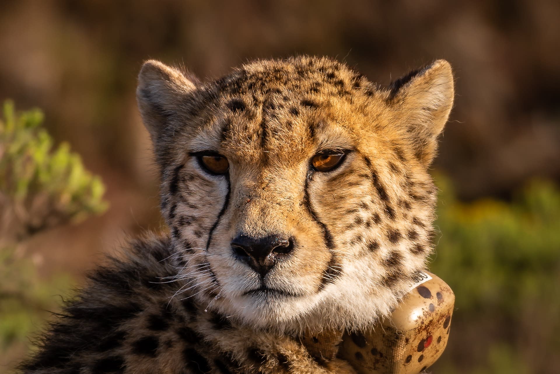 Na gevaarlijke incidenten stopt Beekse Bergen met route door cheeta-verblijf heen 