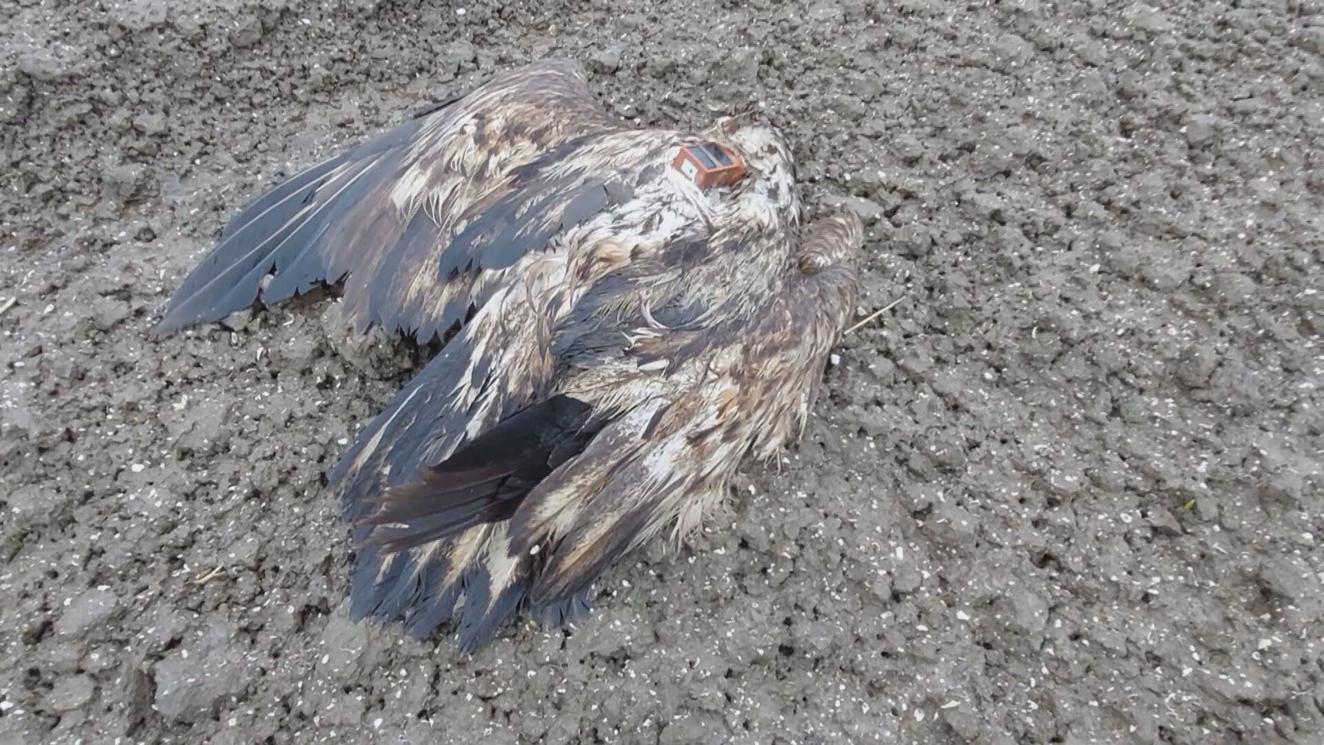 Zeldzame zeearend overlijdt na botsing met Flevolandse windturbine 