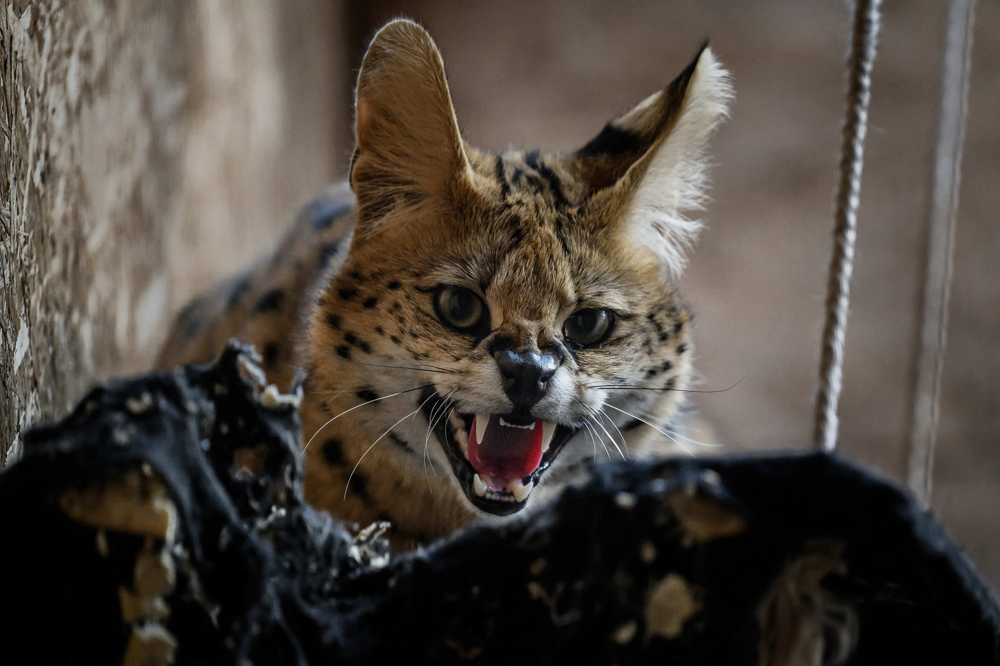 Serval illegaal als huisdier gehouden, dier in beslag genomen