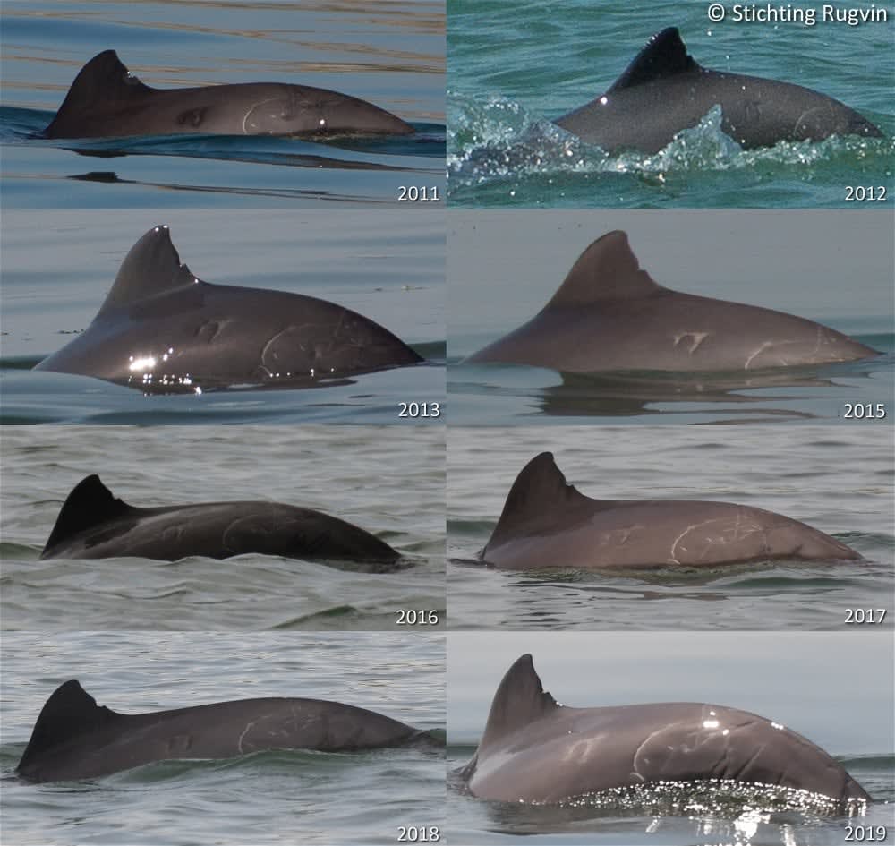 Willemien, bekendste bruinvis van de Oosterschelde, overleden