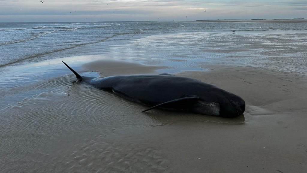 Bijzondere vondst: dode griend aangespoeld op Vlieland