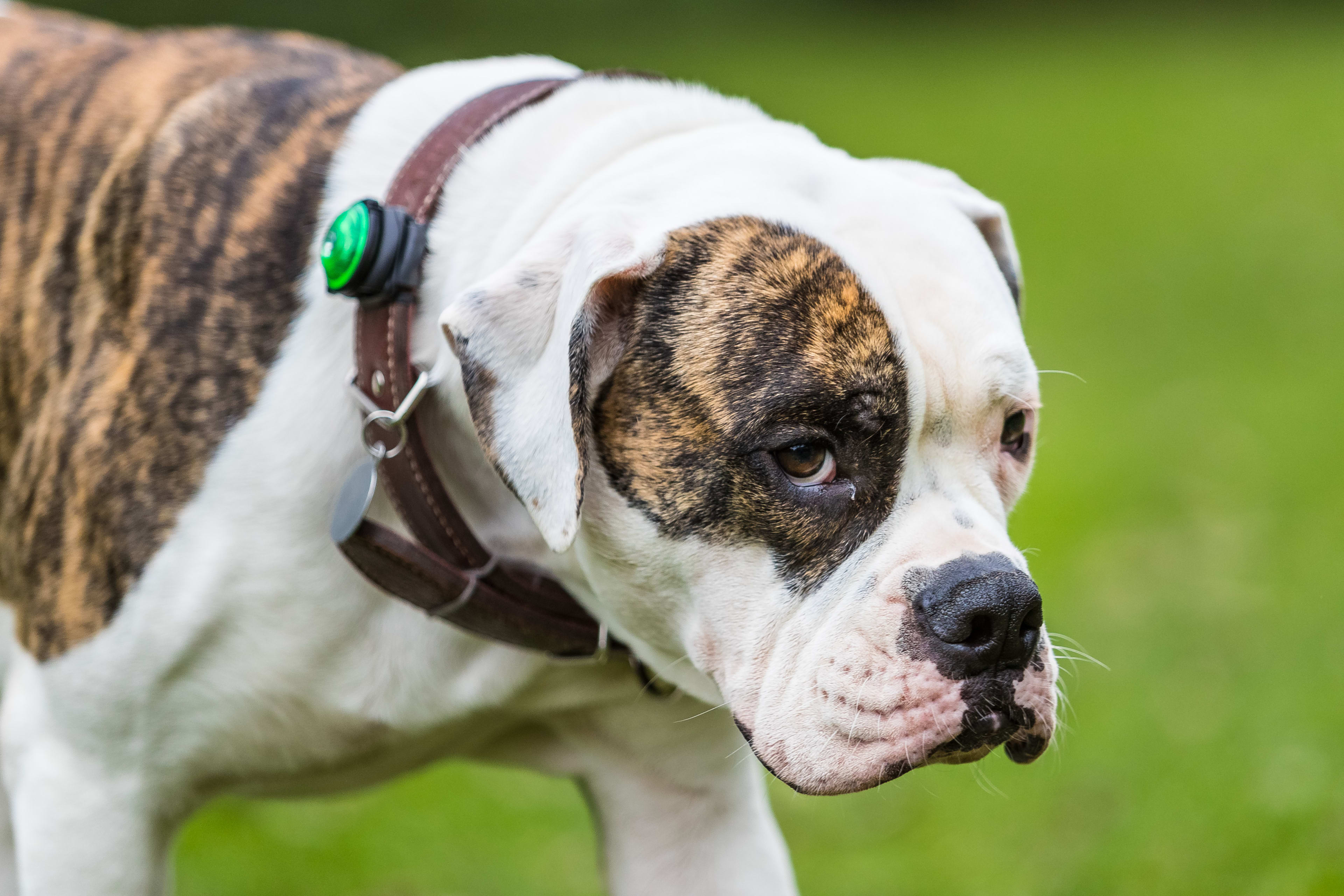 Twee bulldogs bijten jongen (14) in Nieuwegein, baasje moet cel in