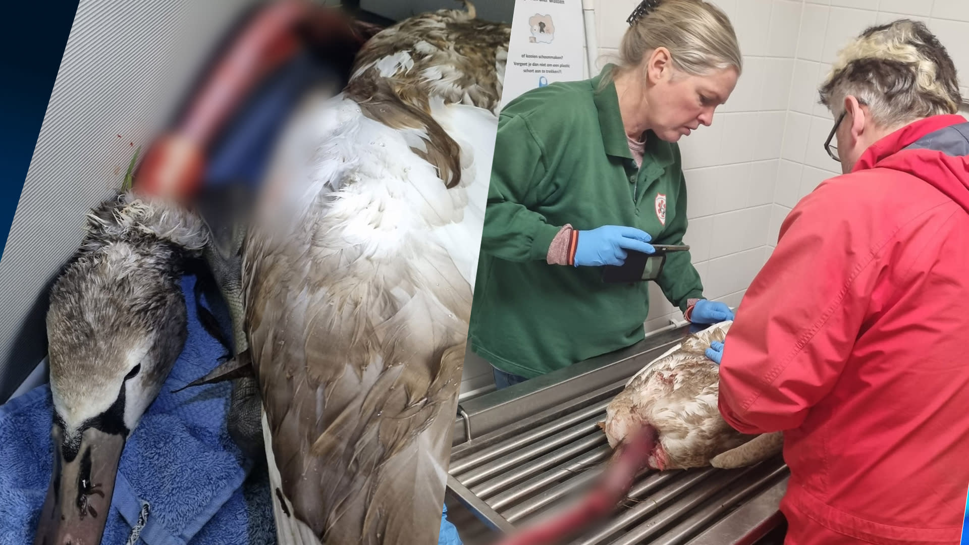 Zwaan ernstig toegetakeld door hond: 'Hij was van borst tot kop volledig ontveld' 