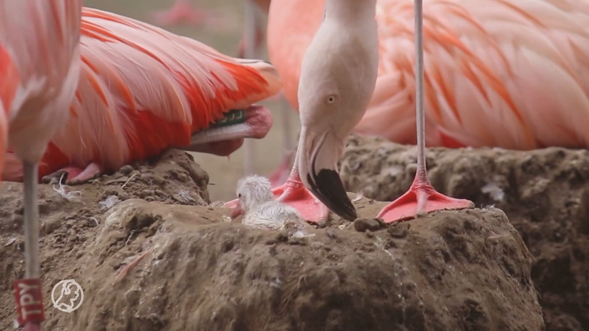 Voor het eerst in vijf jaar komt flamingo-ei uit in DierenPark Amersfoort