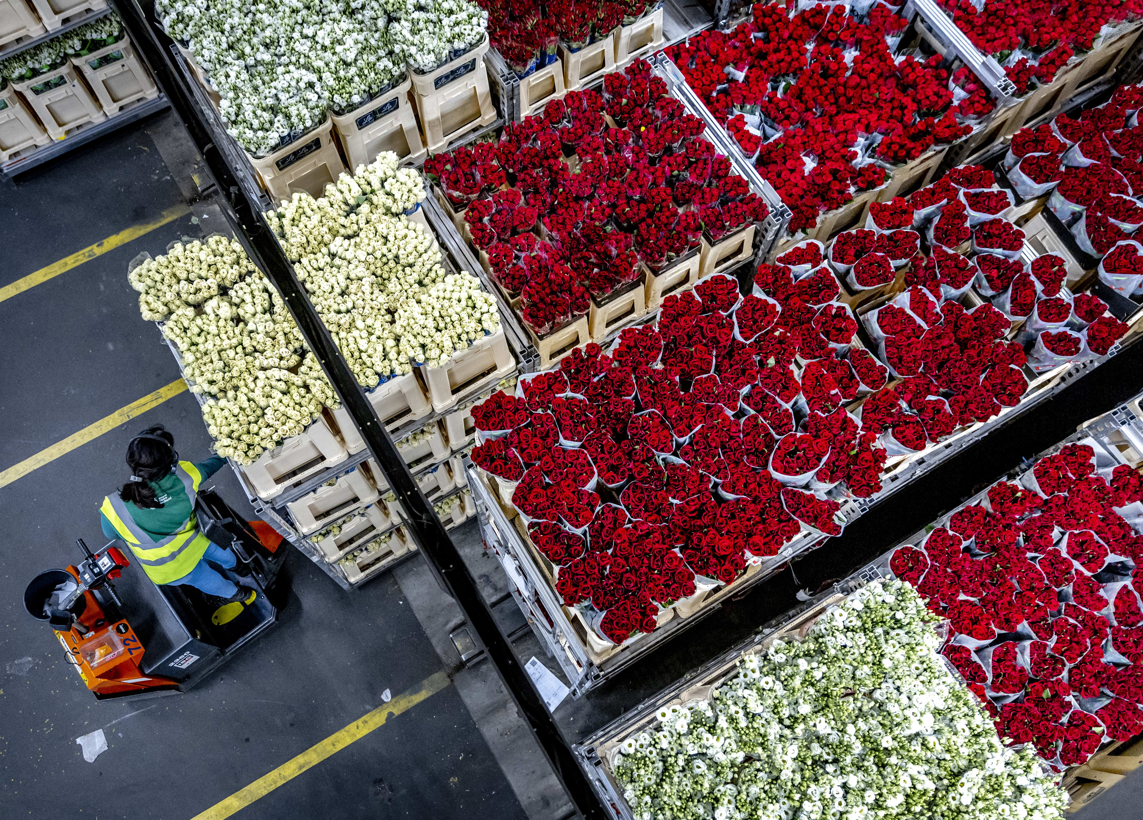 Rozen zijn rood... Drukte bij bloemenveiling in aanloop naar Valentijn nu al groot