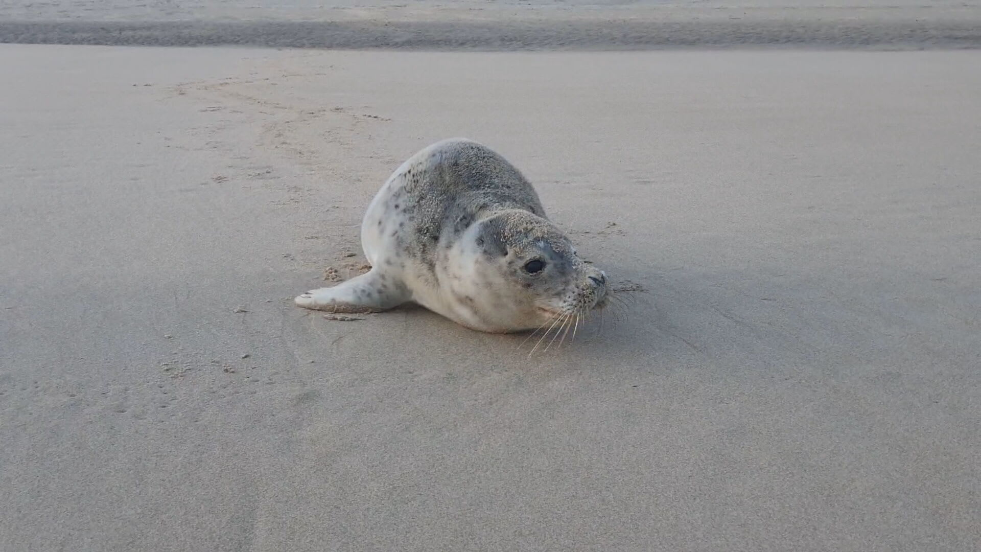 Pieterburen slaat alarm: zeehondenpups worden verstoord door selfies, aaien en stenen gooien