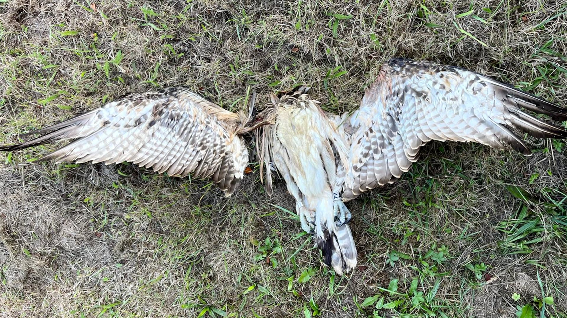 Jonge zeldzame broedvogel overleden na botsing met hoogspanningskabel