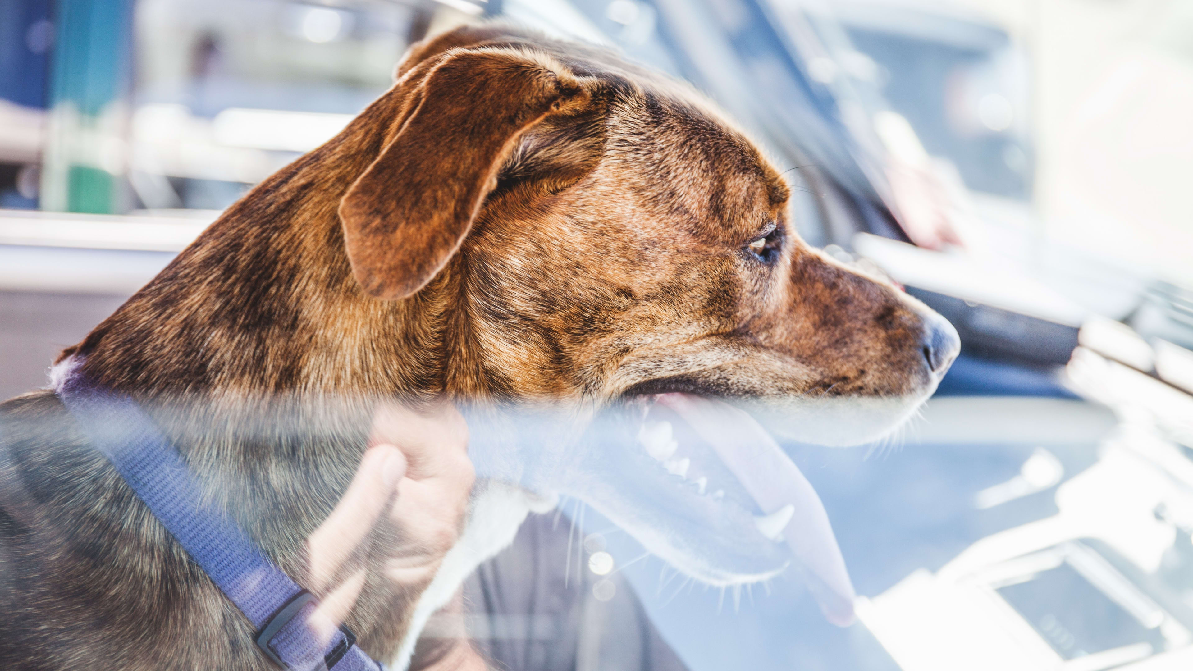 Eigenaar laat hond achter in hete camper, politie in actie