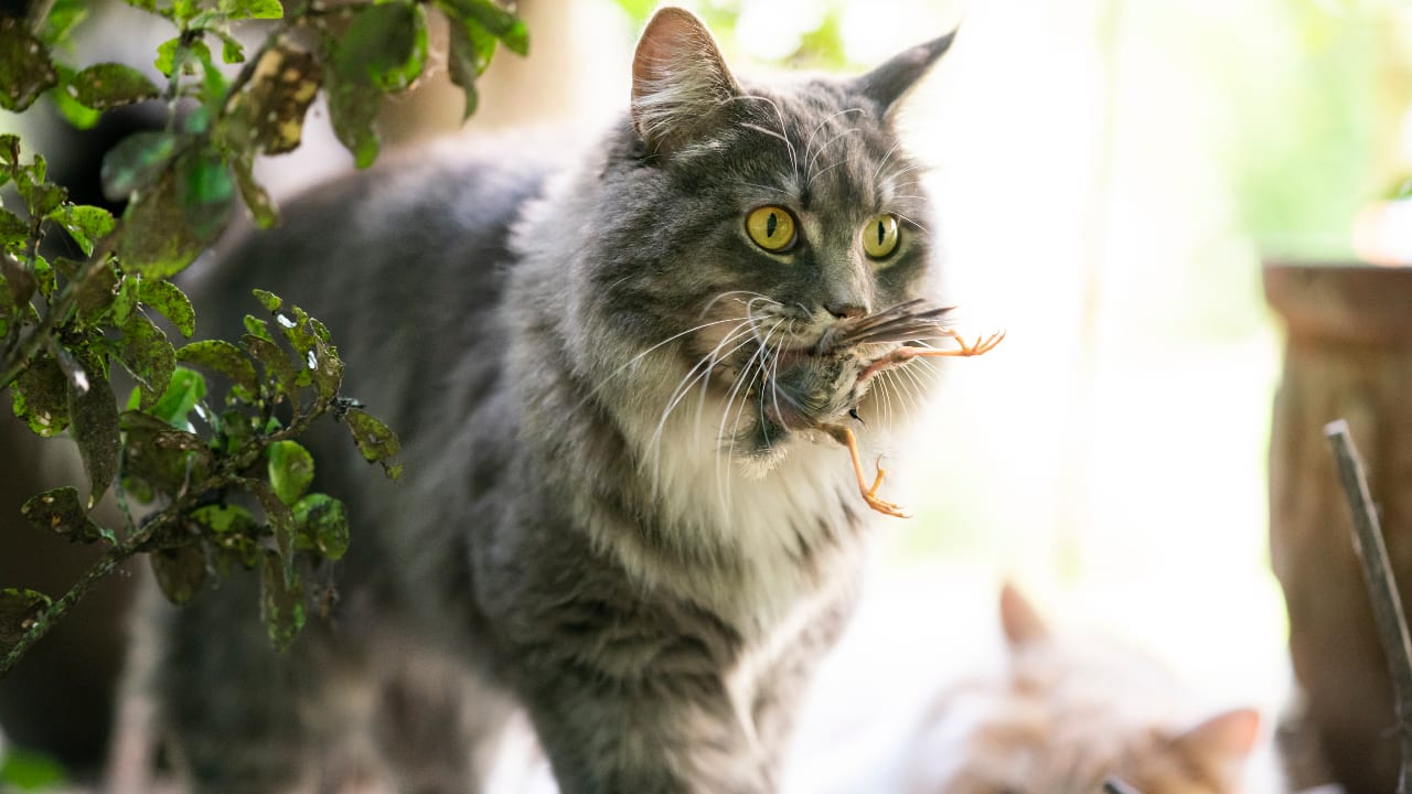 Proefproces in de maak: 'Katten mogen niet meer naar buiten'