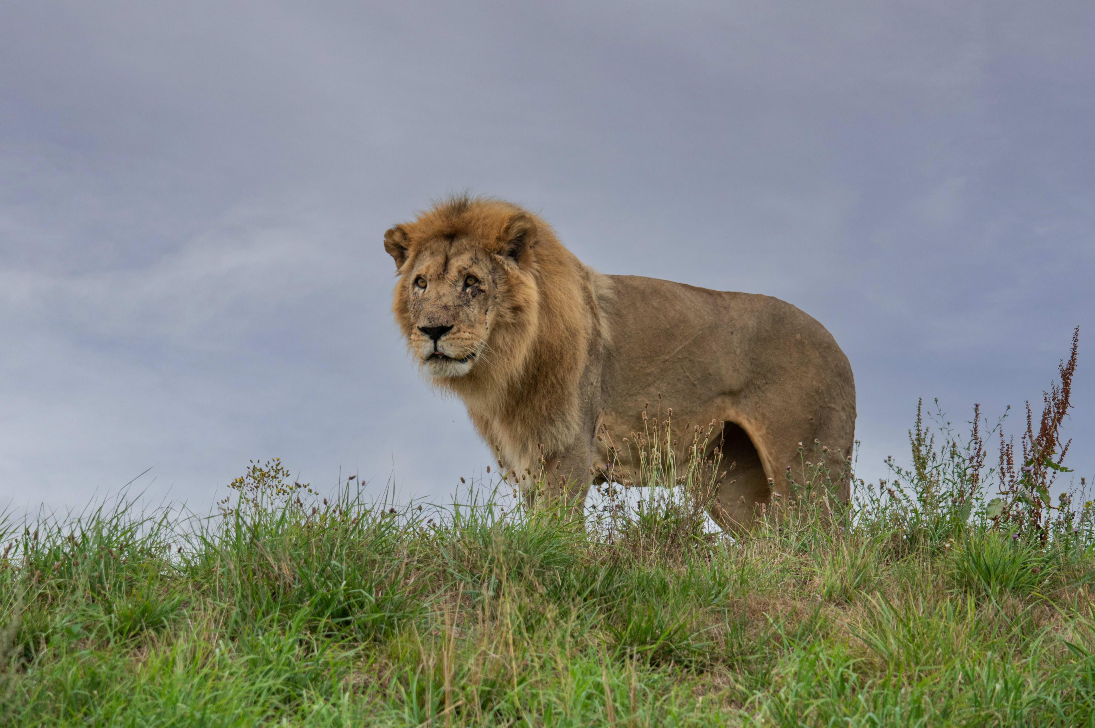 Leeuw Jafar na half jaar weg uit dierenpark Emmen na dodelijk gevecht