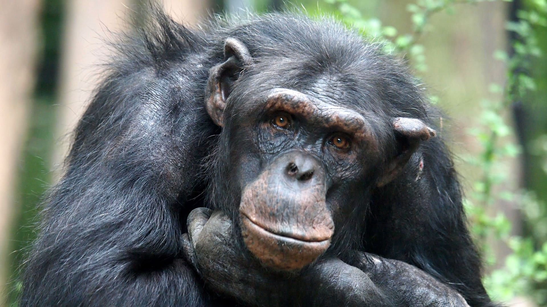 Artis laat 34-jarige vrouwelijke chimpansee Sabra inslapen