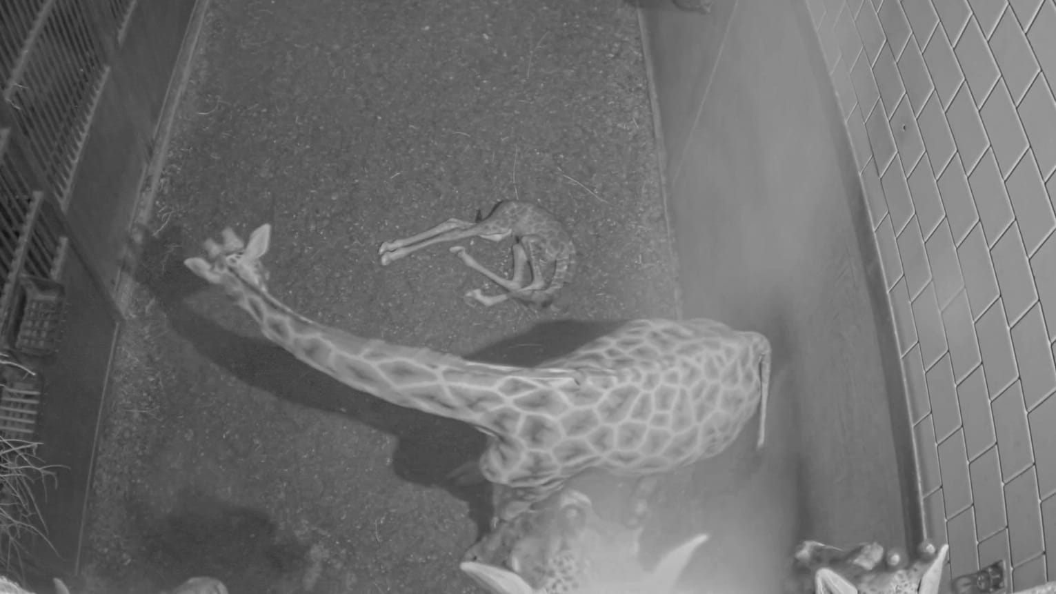 ZIEN: Giraffe bevalt van schattig jong in Wildlands Emmen
