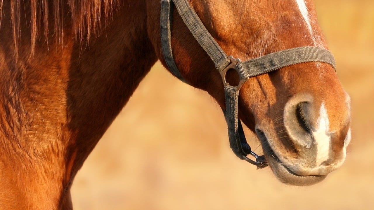Paard sterft na aanrijding met auto in Kedichem, bestuurder rijdt door