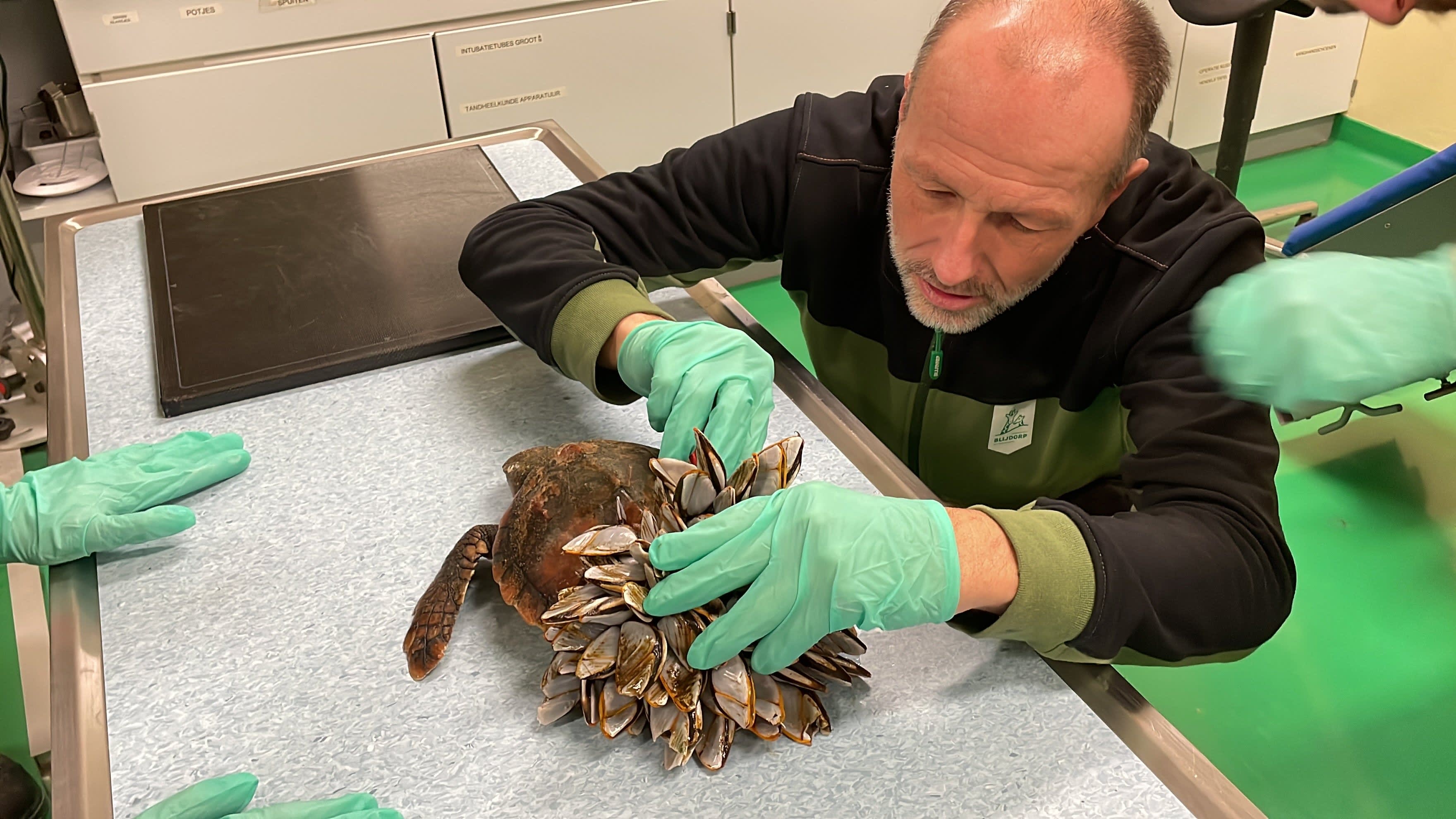 Jong en verzwakt schildpadje aangespoeld op Zeeuws strand: 'Bedekt onder een dikke laag mossels'