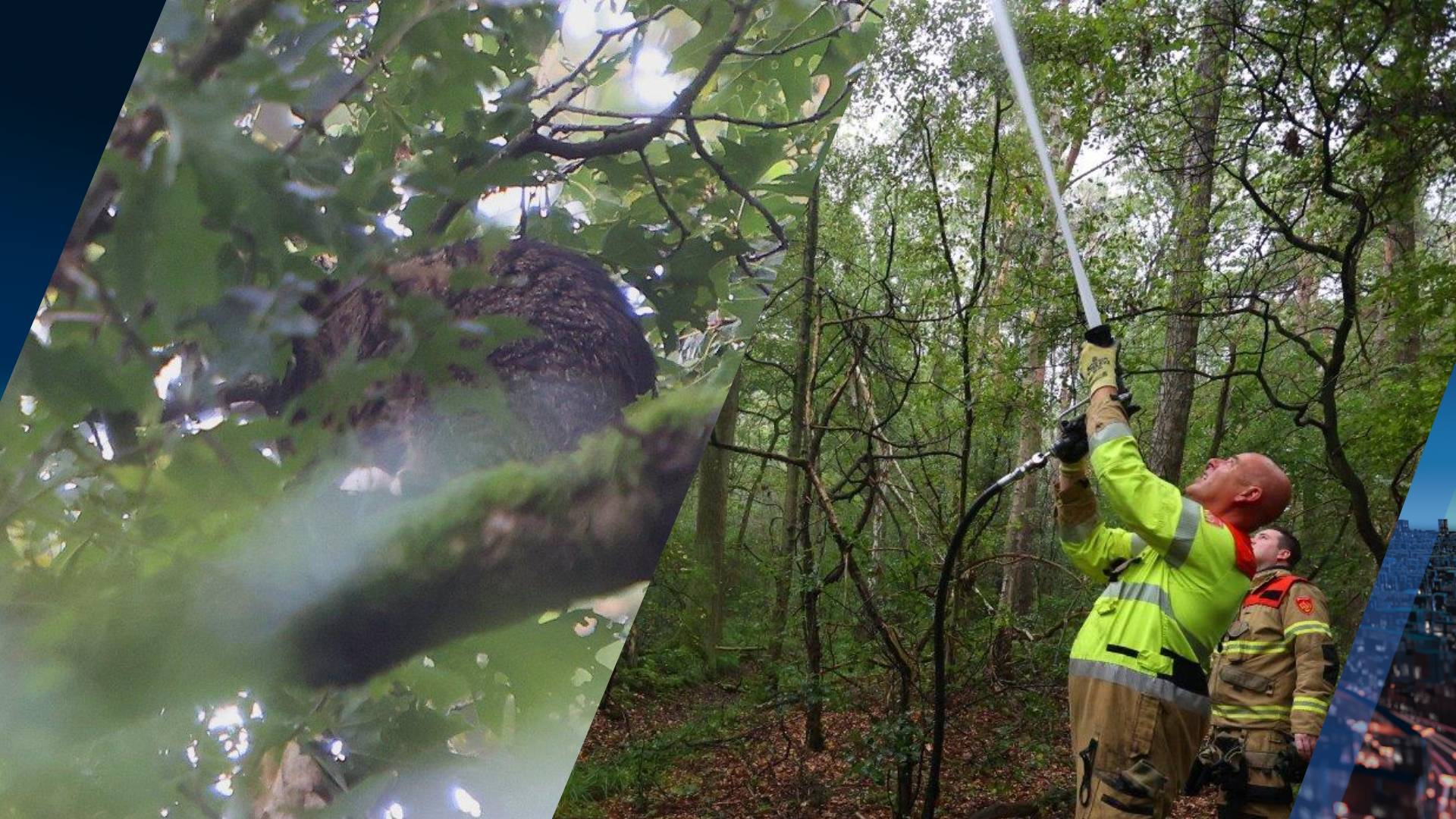 Brandweer zet waterspuit in om kat uit hoge boom te redden: 'Methode natte poes'