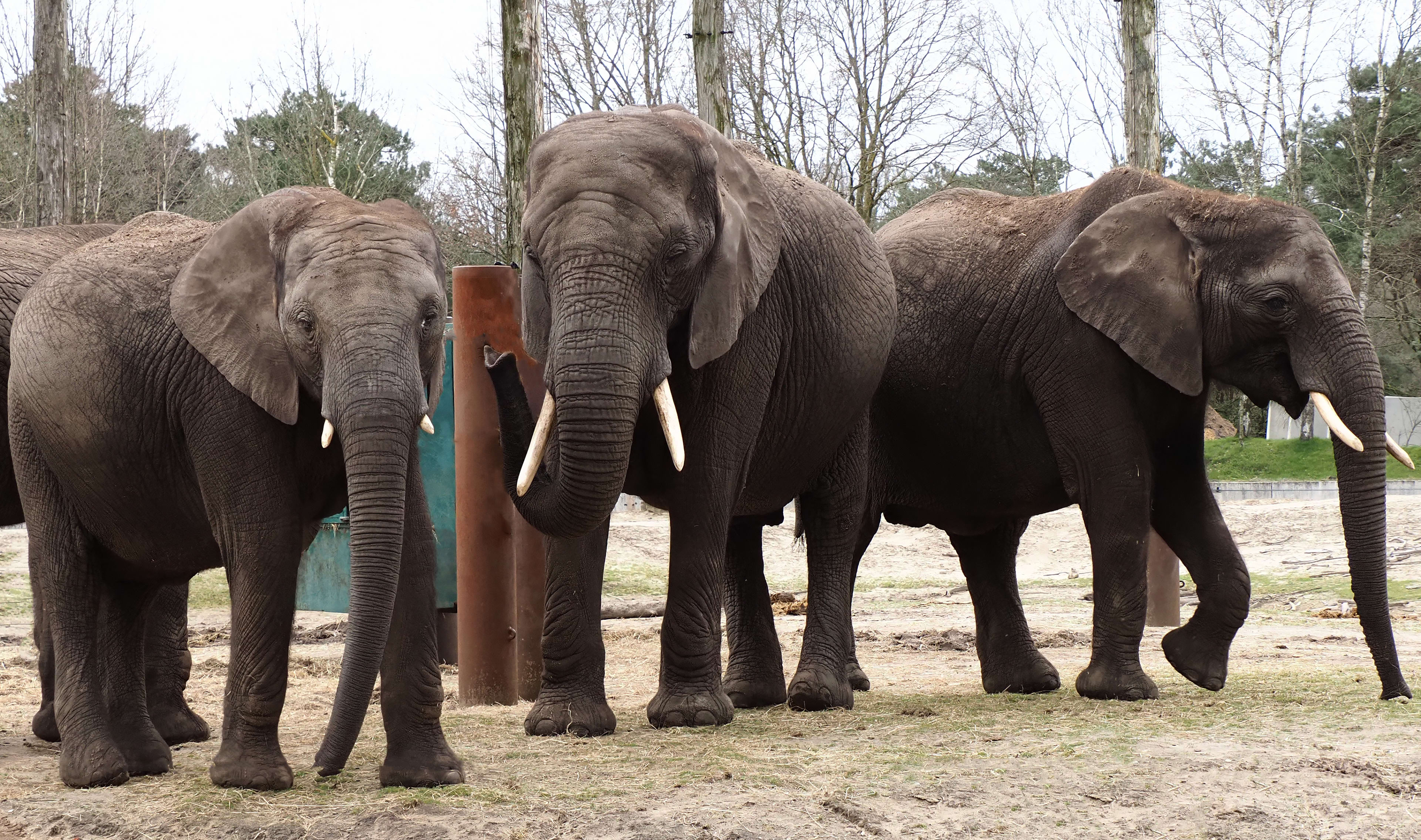 Unieke olifanten-babyboom aanstaande in Safaripark Beekse Bergen