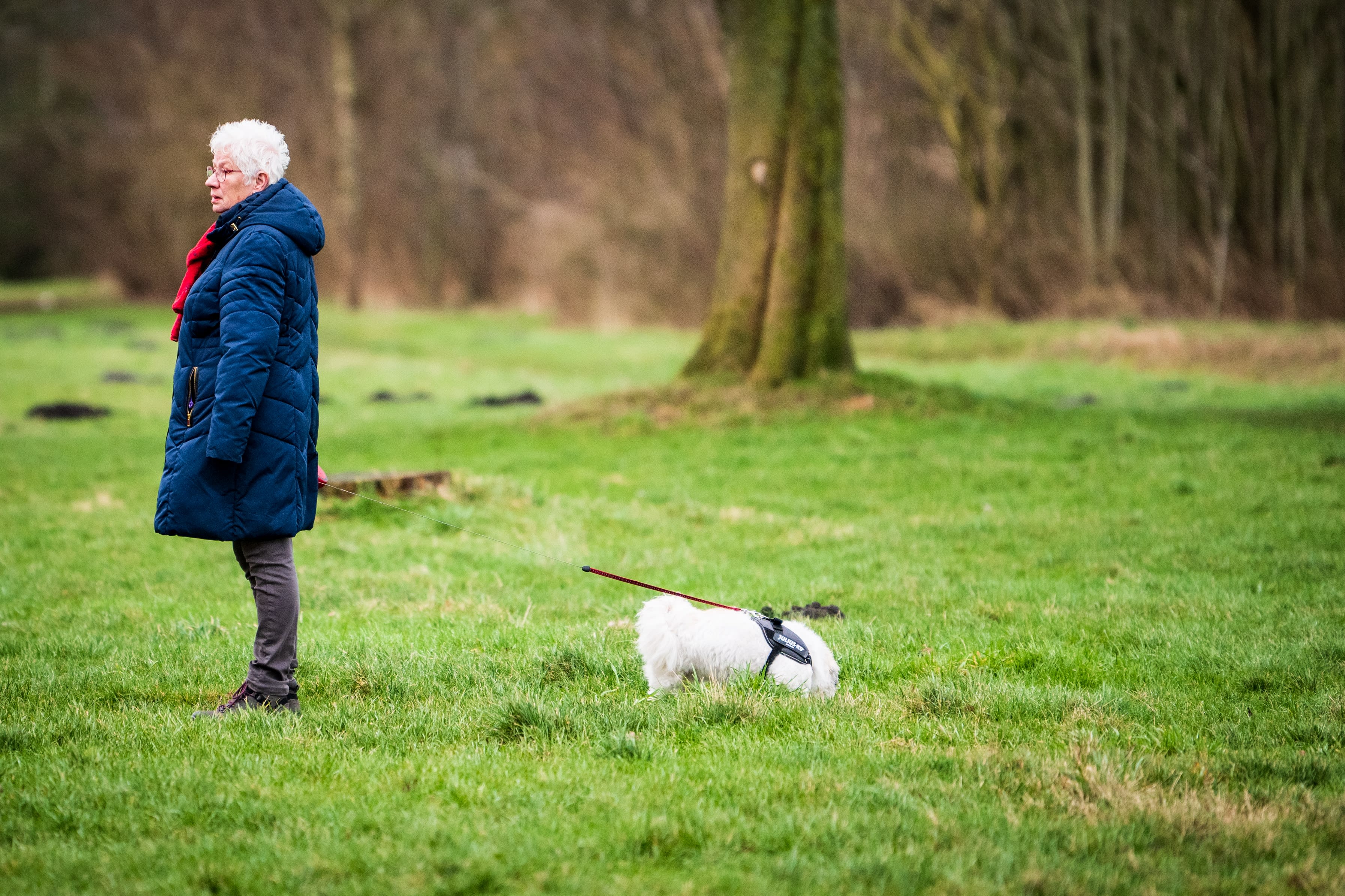 Hondenbelasting in meer gemeenten afgeschaft, in andere verhoogd