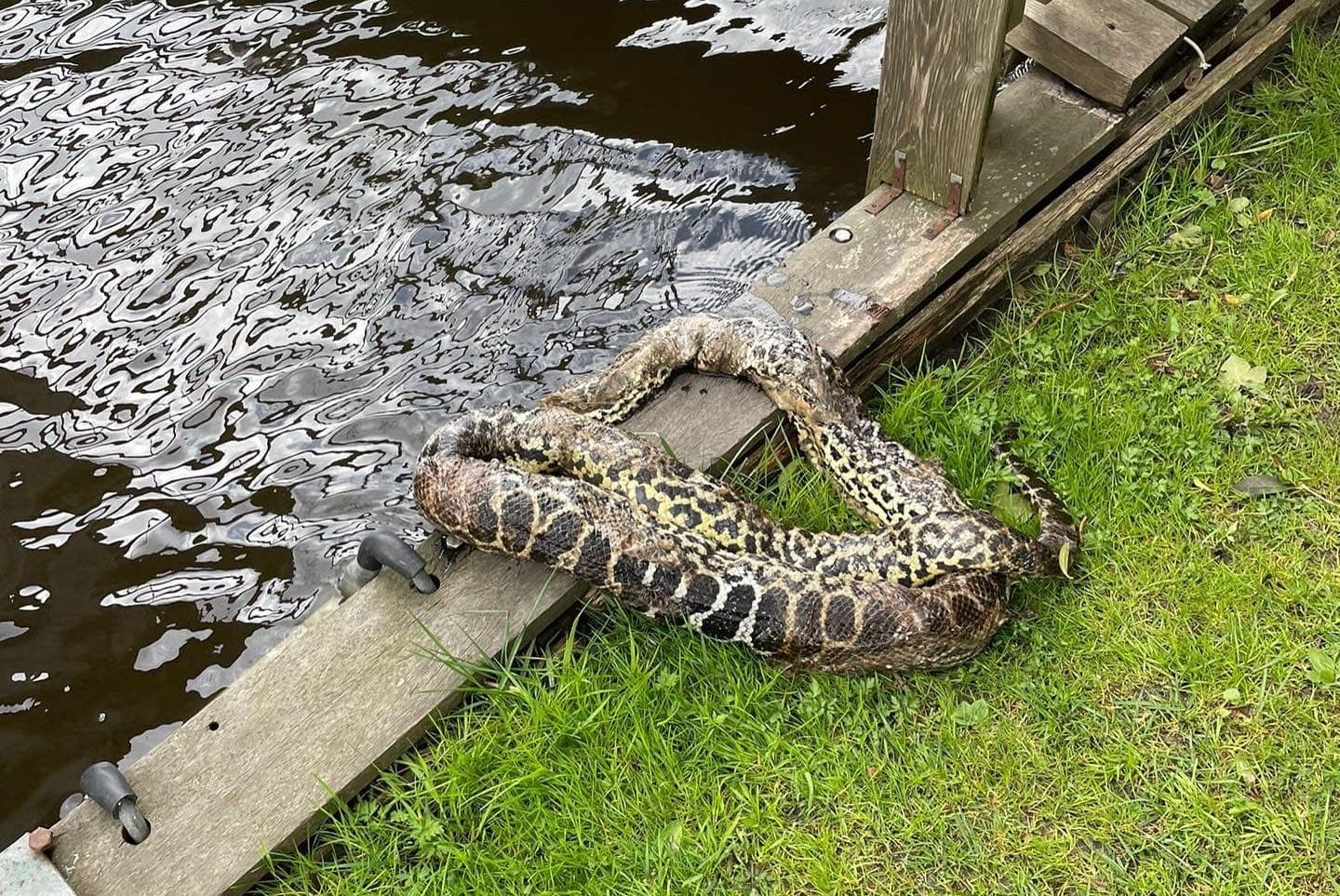 Meterslange anaconda duikt op in haven van Elburg, mogelijk gedumpt