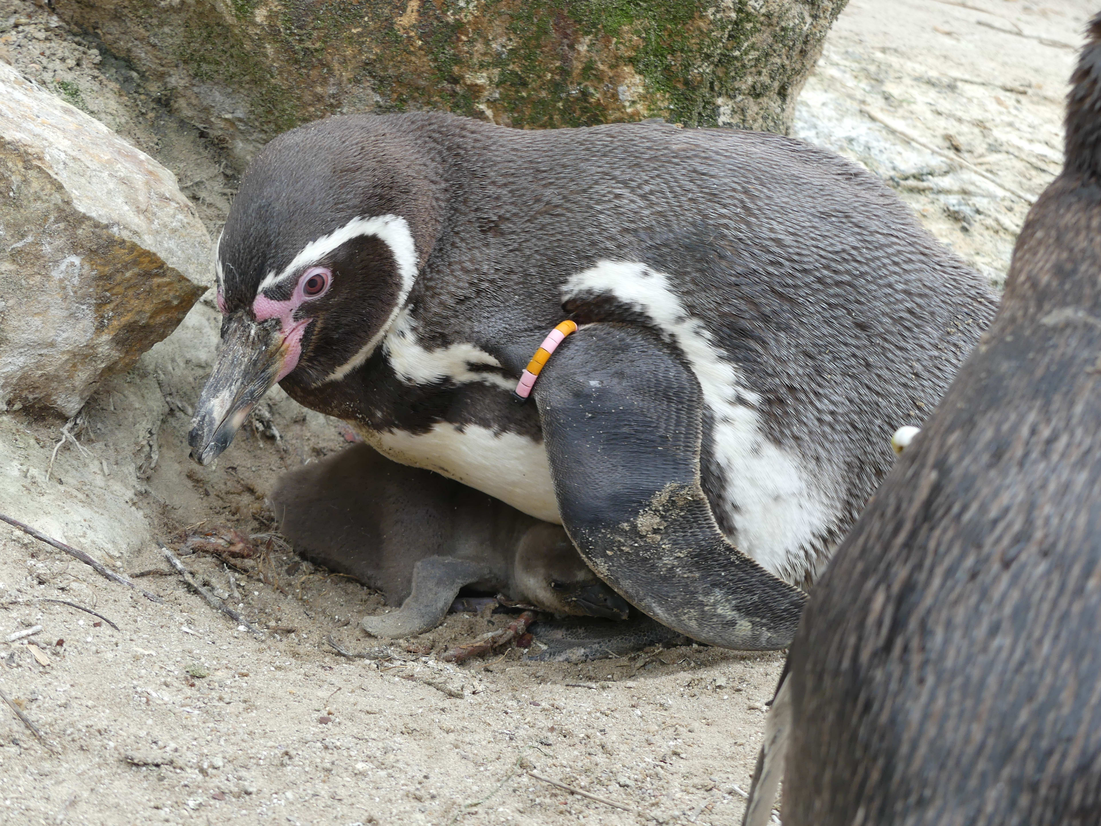 Bijzonder (schattig): met uitsterven bedreigde pinguïn geboren in Dierenrijk