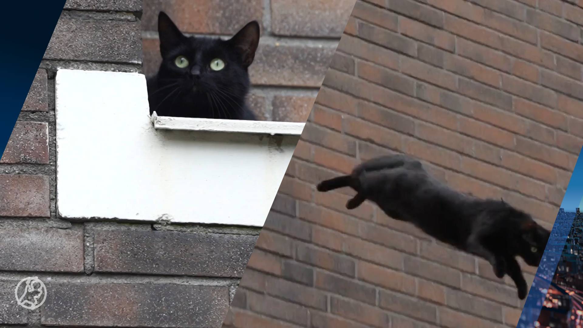 Kat zit vast op dak, schrikt van brandweer en springt toch: 'mooie manoeuvre' 