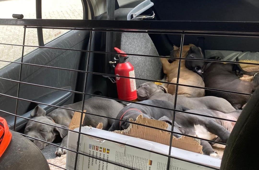 Acht verwaarloosde puppy's gevonden in kofferbak: 'Lagen in hun eigen uitwerpselen'