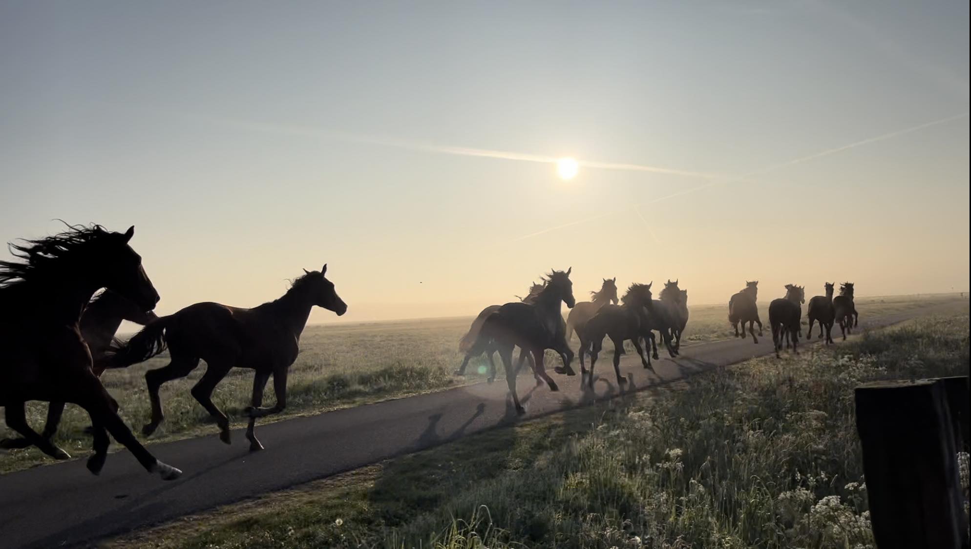 Kudde losgebroken paarden galoppeert door Eemnes: 'Schrikken, maar prachtig gezicht'