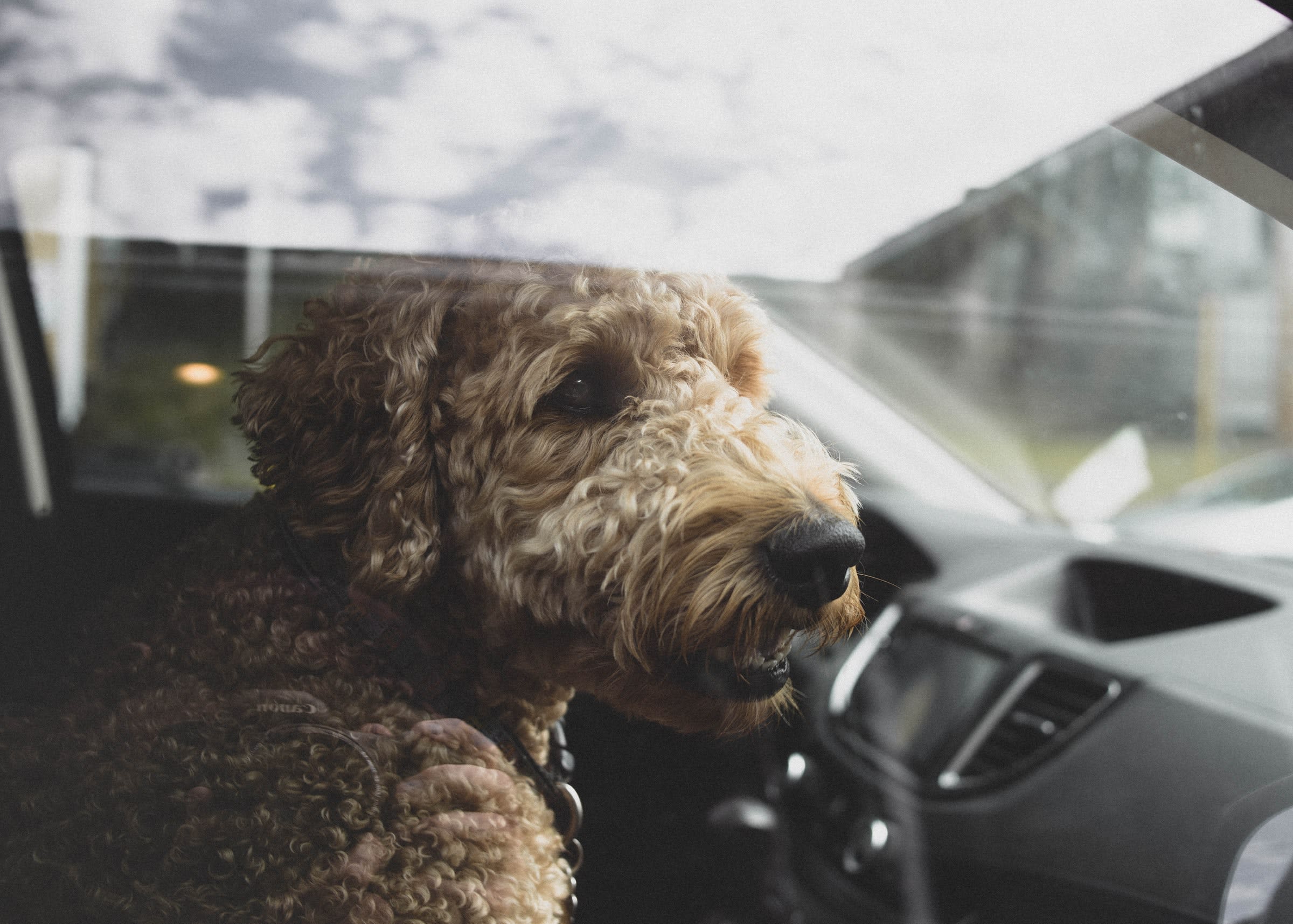Tropische hitte verwacht: laat je kind of hond niet achter in de auto
