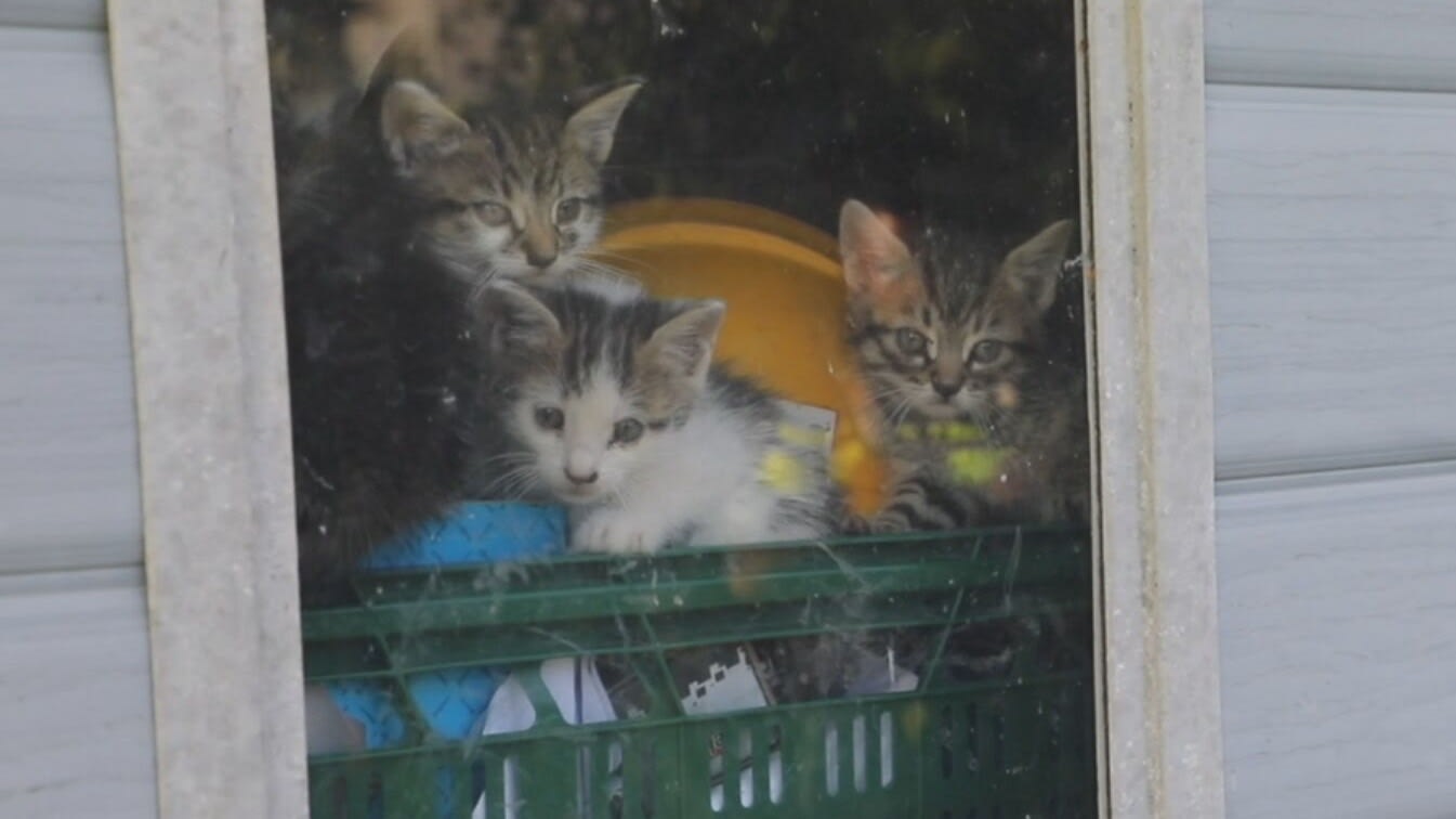 Buren redden opgesloten kittens uit schuur, baasje op vakantie