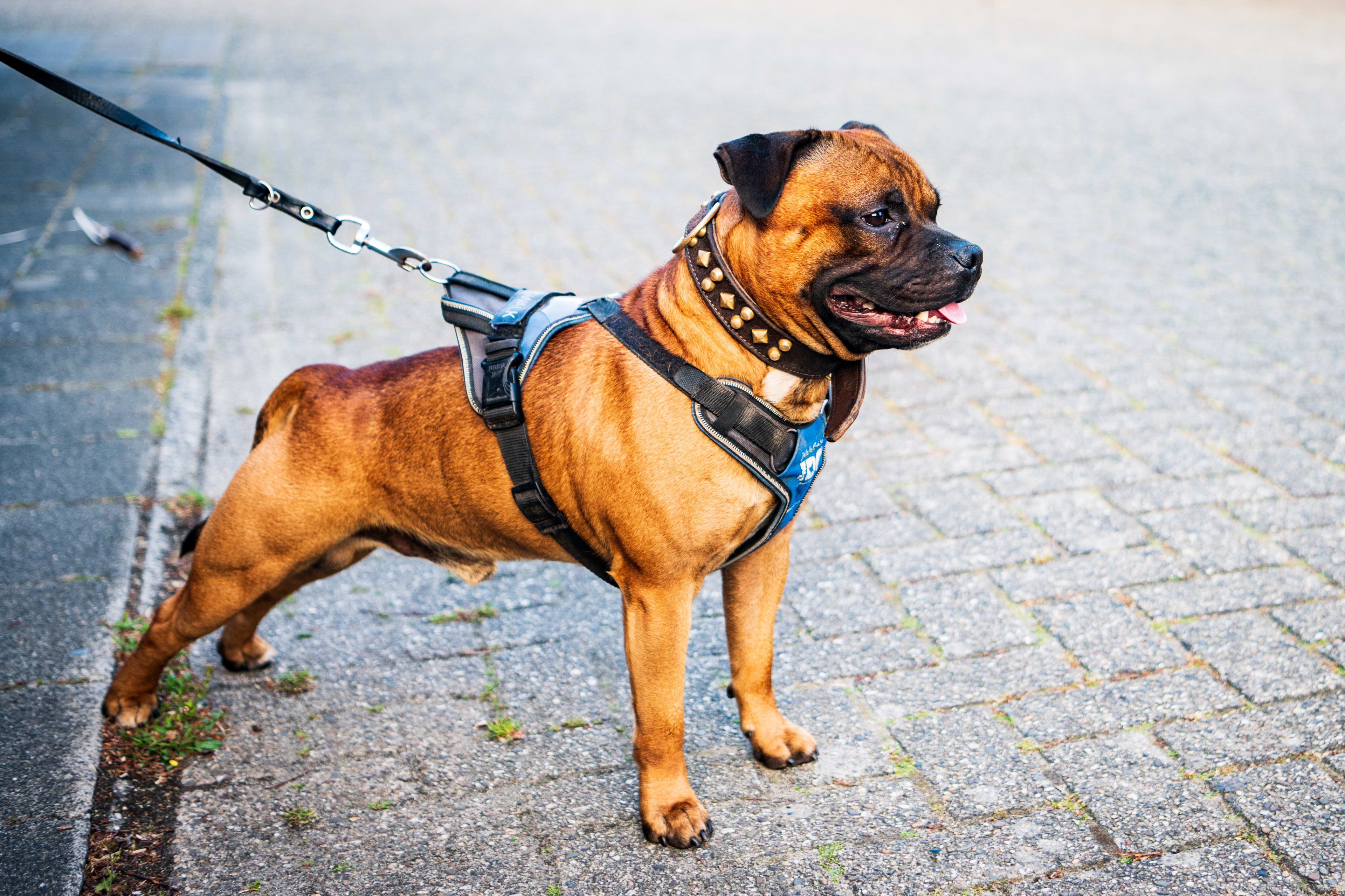 Hondenbaasjes Hoek van Holland in rep en roer over verplicht aanlijnen