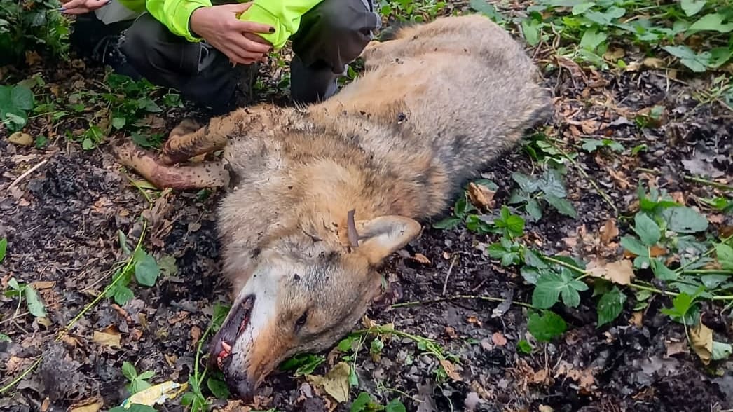 Partij voor de Dieren doet aangifte om doodschieten wolf en wijst vinger naar mogelijke dader