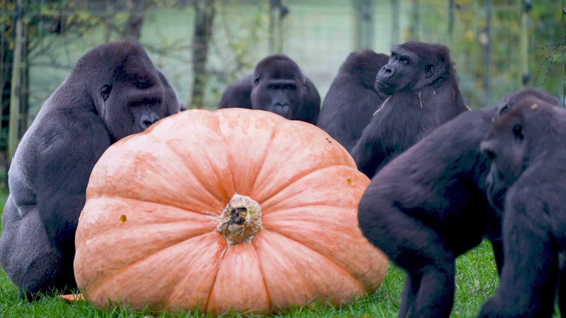 ZIEN: Gorilla's in Burgers' Zoo krijgen enorme pompoen van 300 kilo