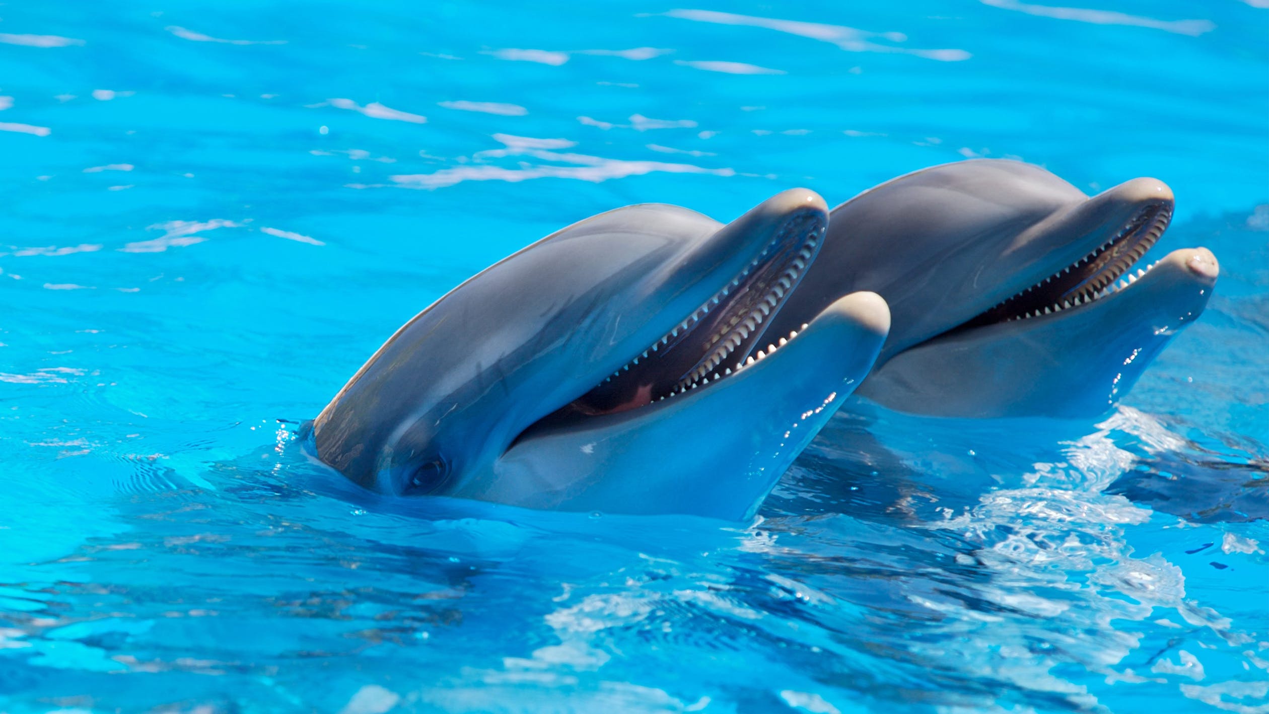 Actie tegen Jumbo om kaartverkoop Dolfinarium te stoppen: 'Bemoedigende signalen"