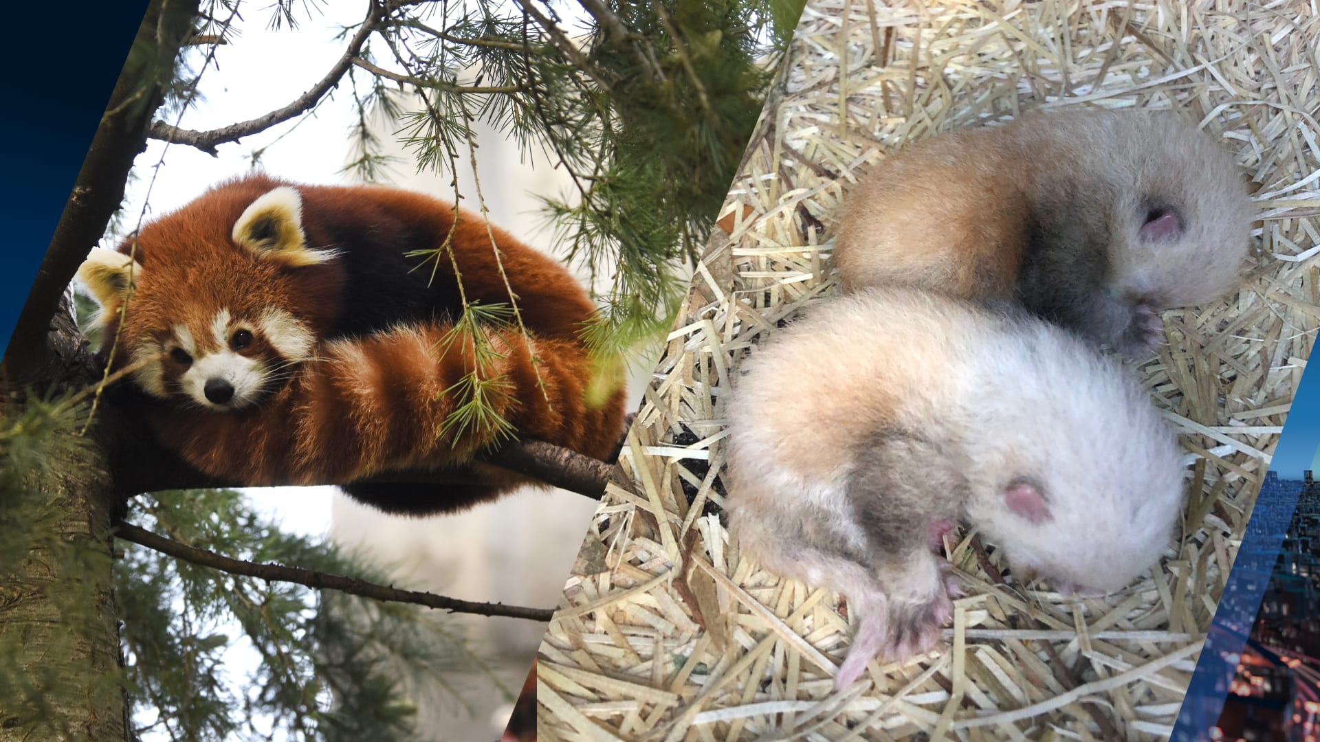 ZIEN: Twee rode pandaatjes geboren in Diergaarde Blijdorp