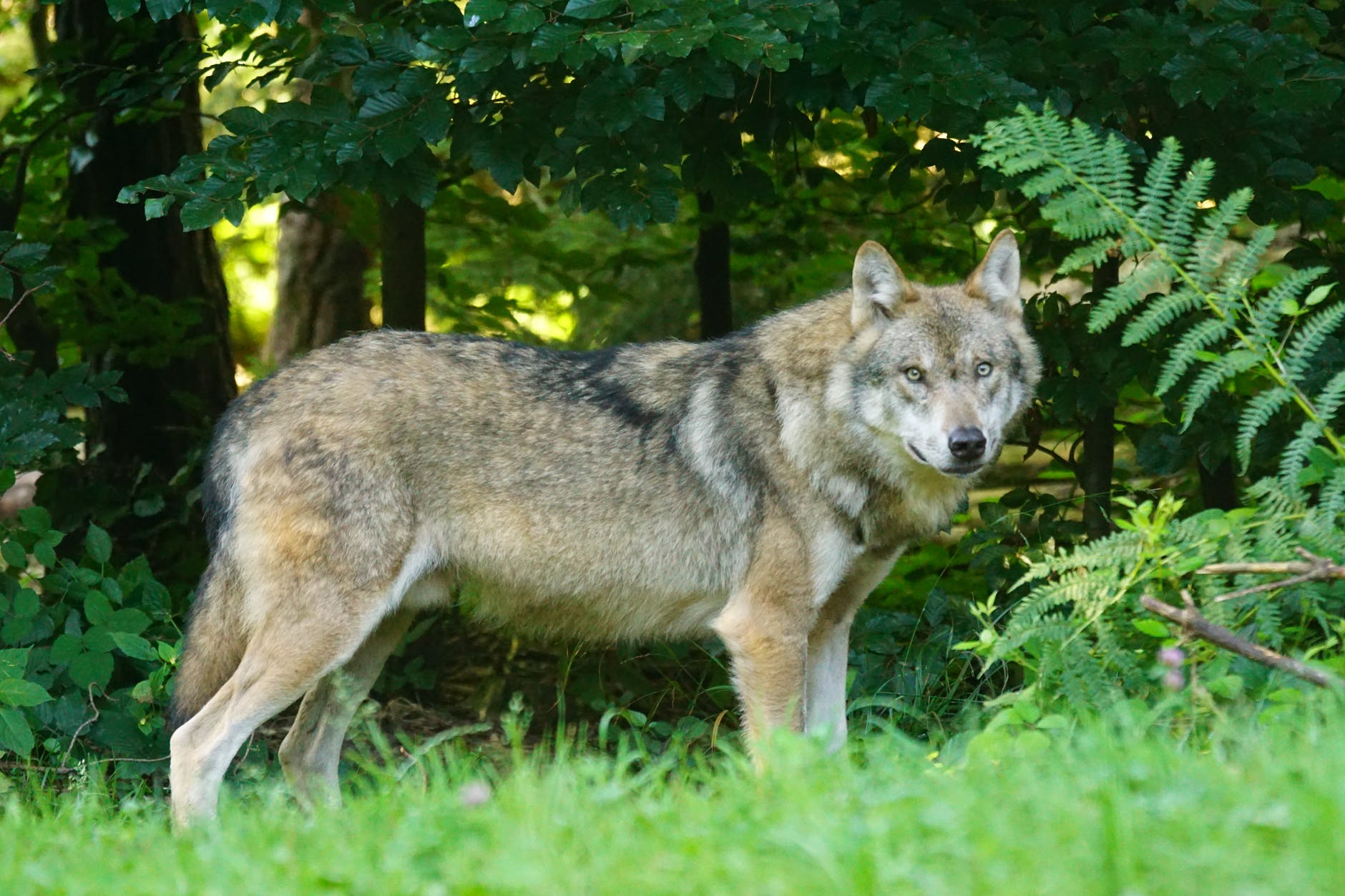 'Hond doodgebeten en meegenomen door wolf in Leusden'