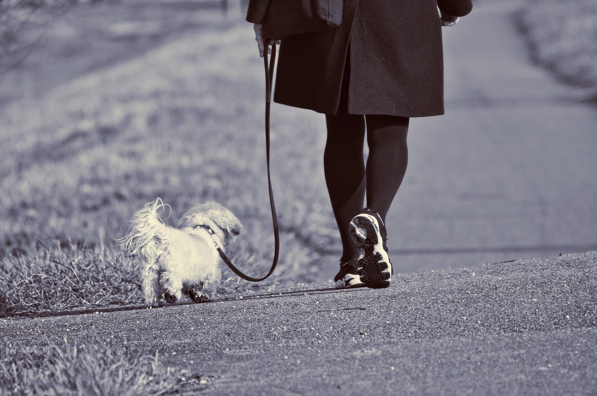 Man schopt hond en slaat baasje tegen de vlakte: 'Die rothonden altijd!'