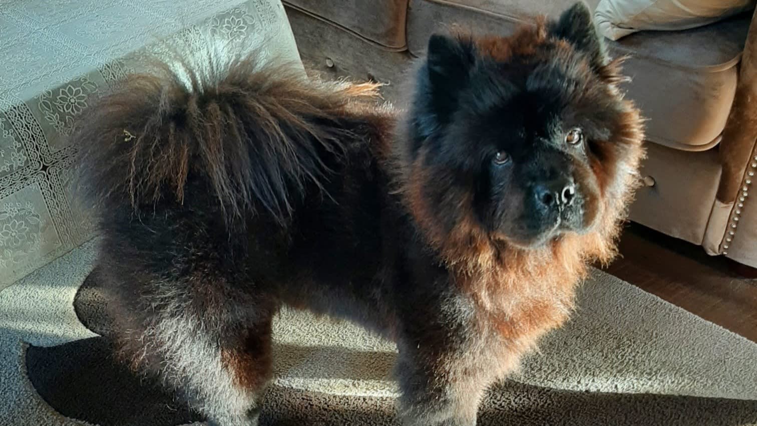 Stress en onzekerheid na ontvoering hondje Paco (5): tipgeld verhoogt naar 10.000 euro