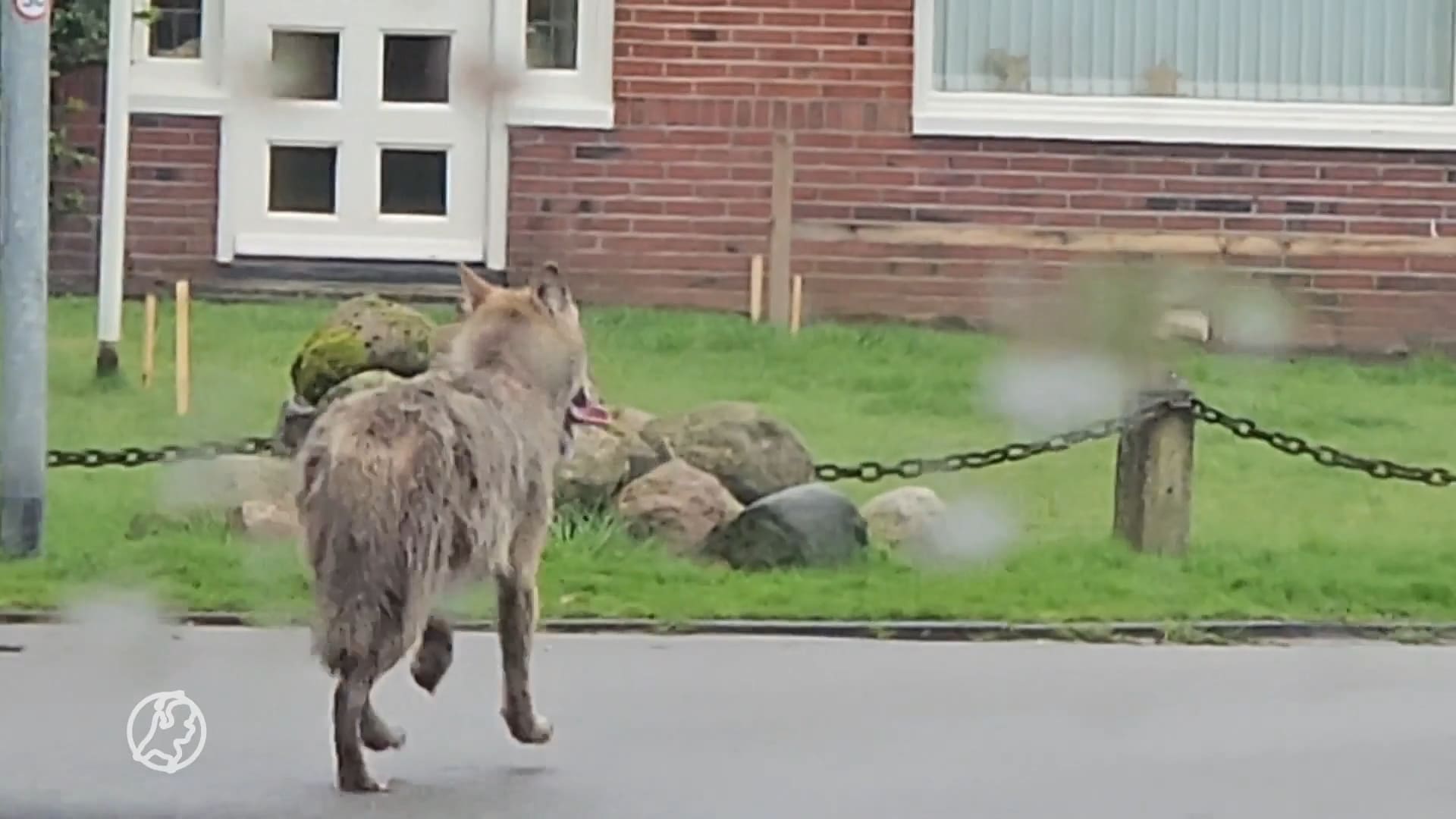 ZIEN: Wolf maakt ommetje door straten van Eelde